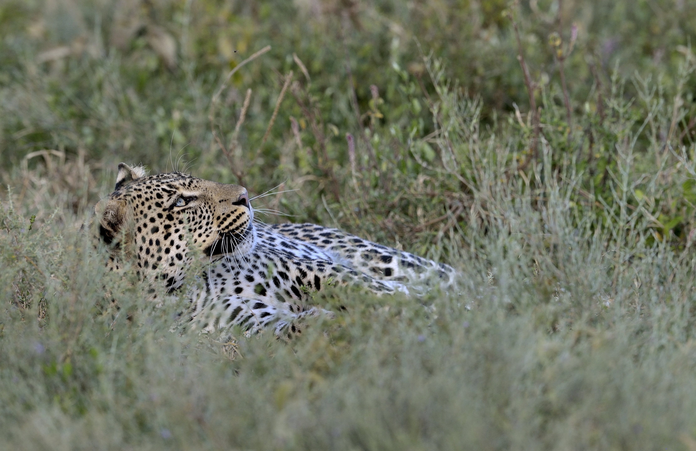 Tanzania 2015 - Sguardo al cielo