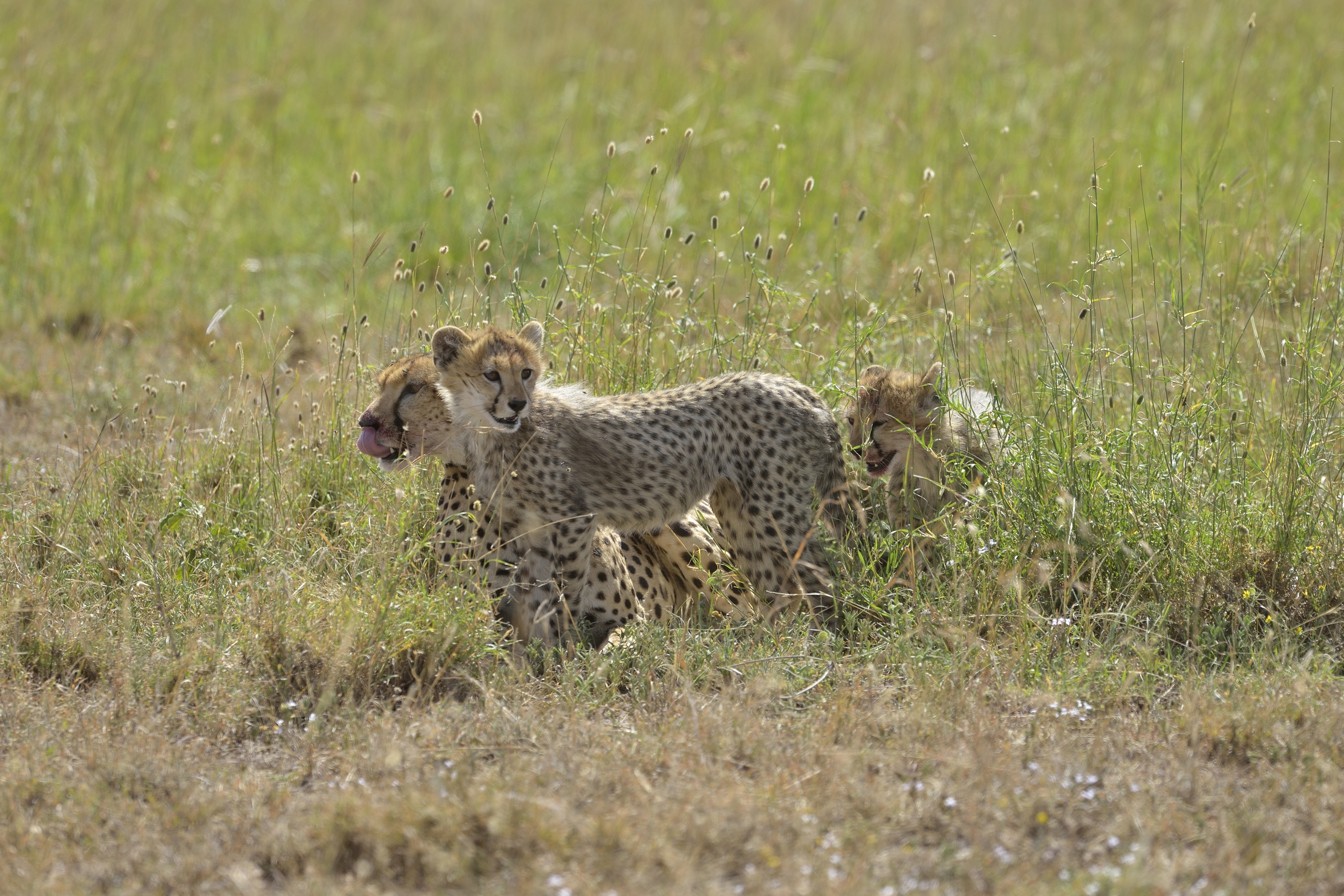 Tanzania 2015 - Ghepardi