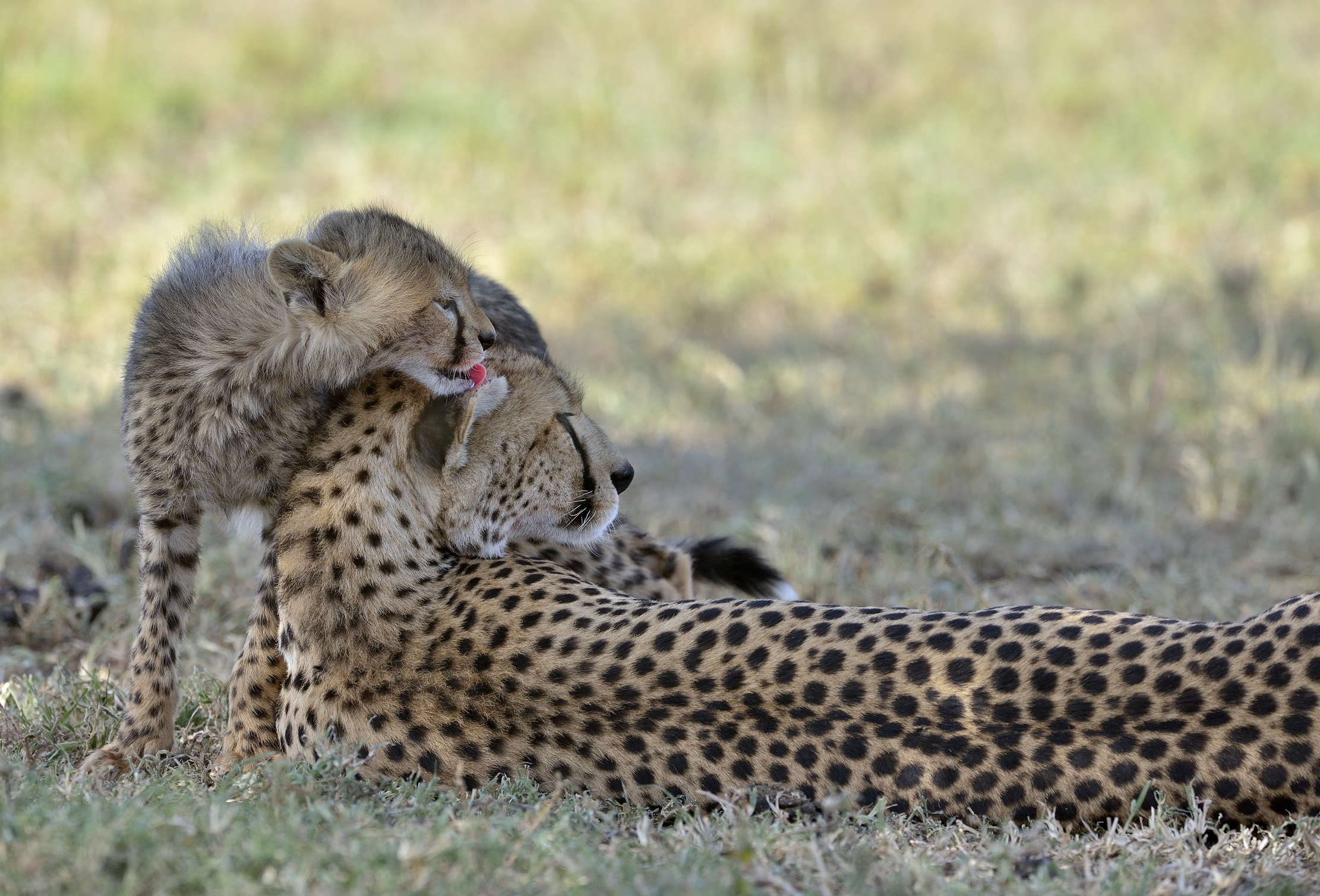 Tanzania 2015 - Tenerezze