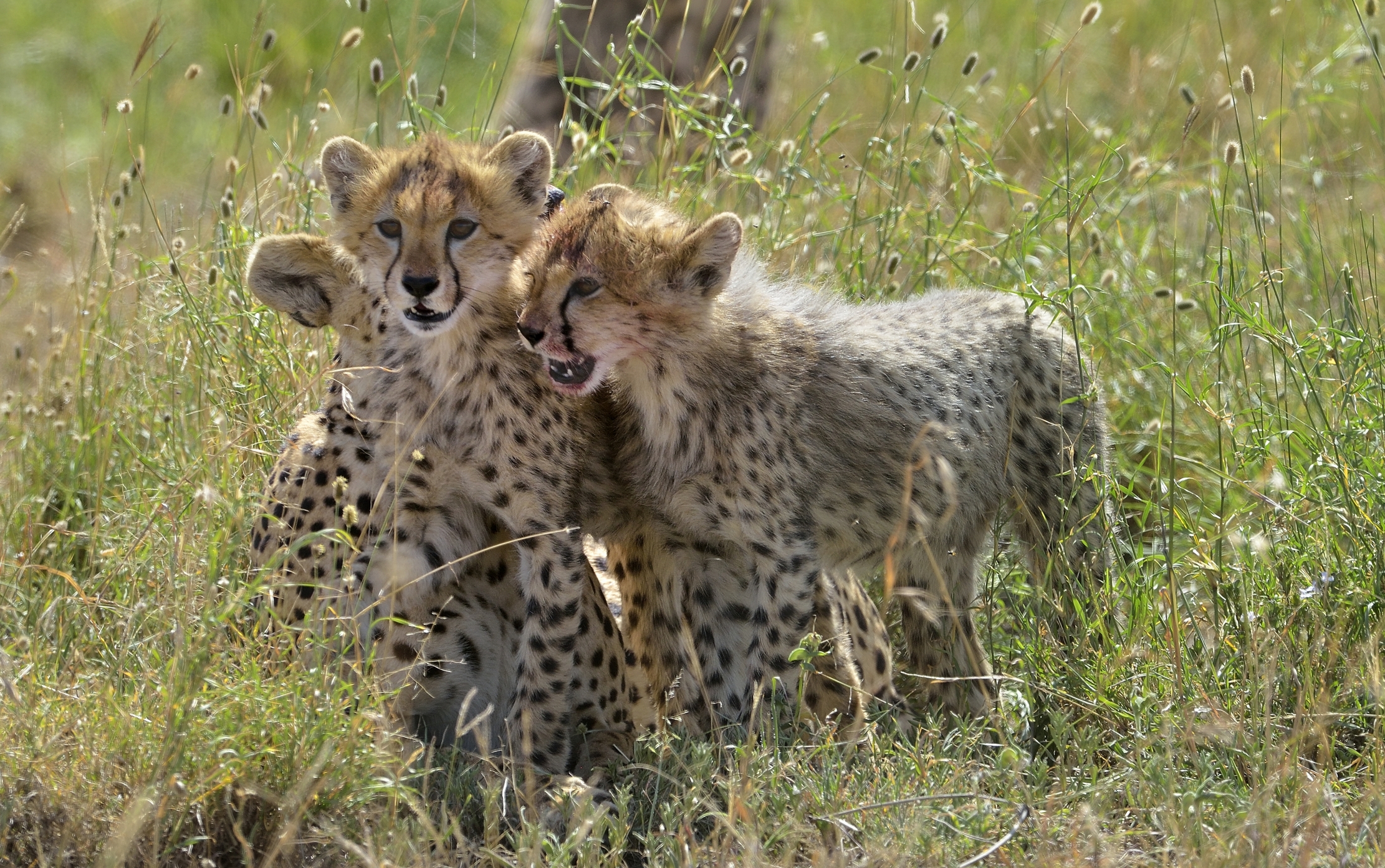 Tanzania 2015 - Ghepardini