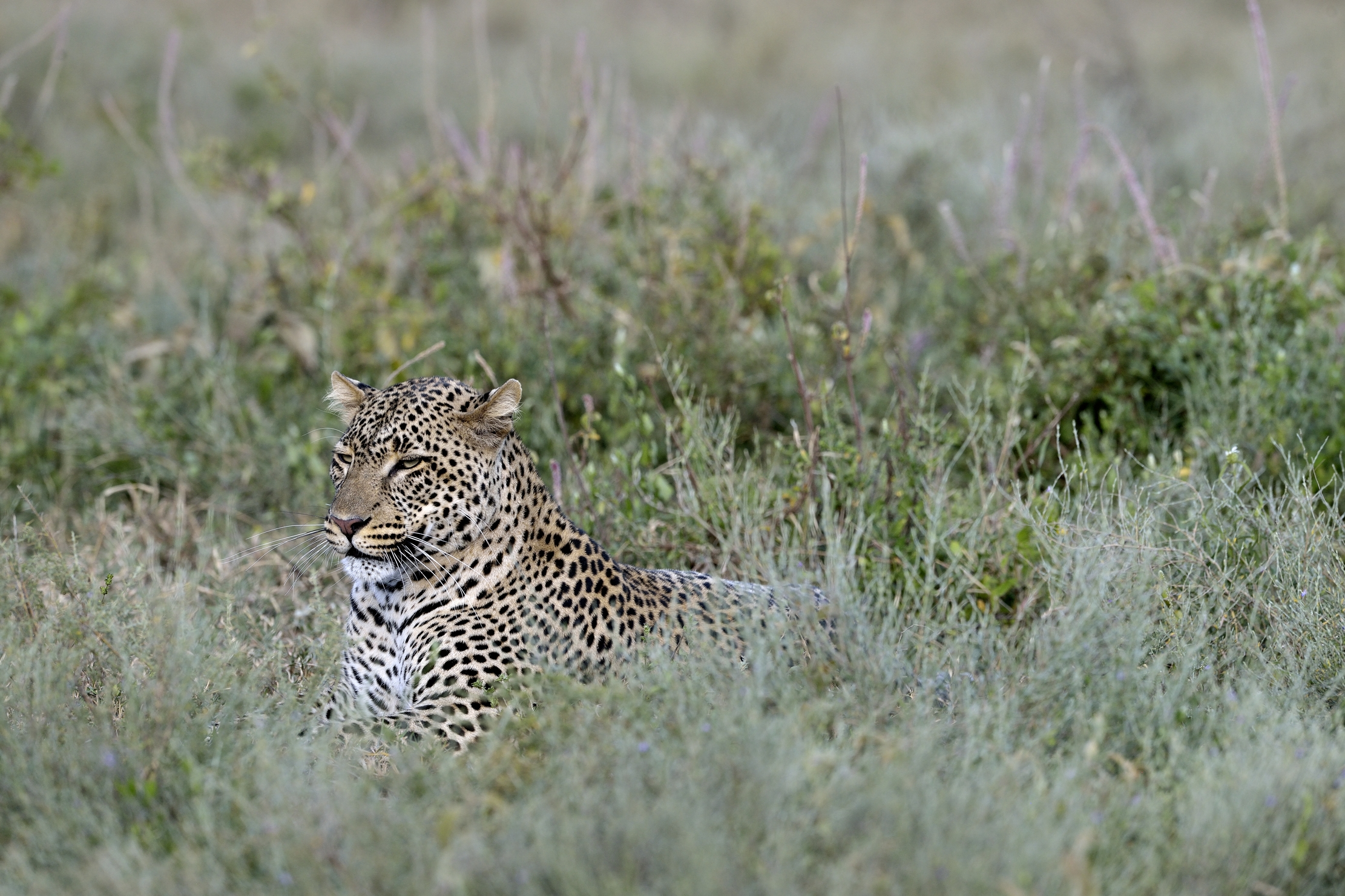 Tanzania 2015 - Leopard