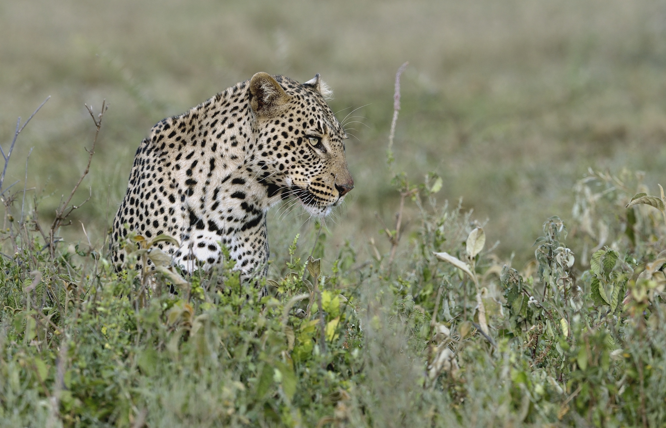 Tanzania 2015 - Leopard