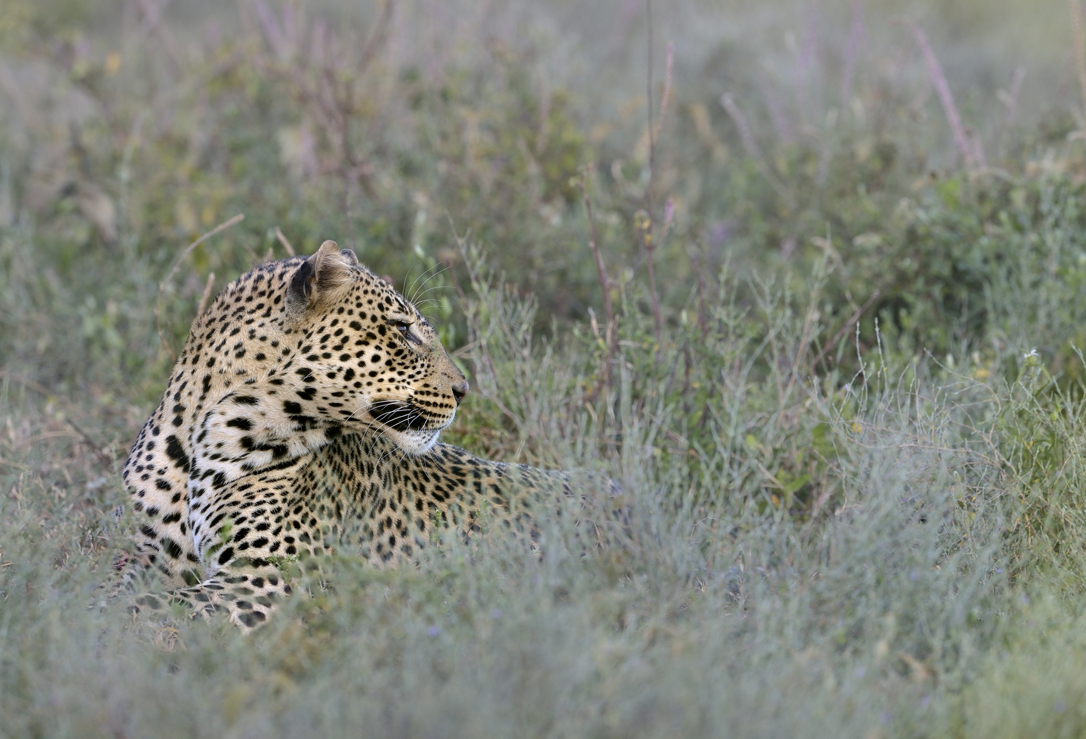 Tanzania 2015 - Leopard