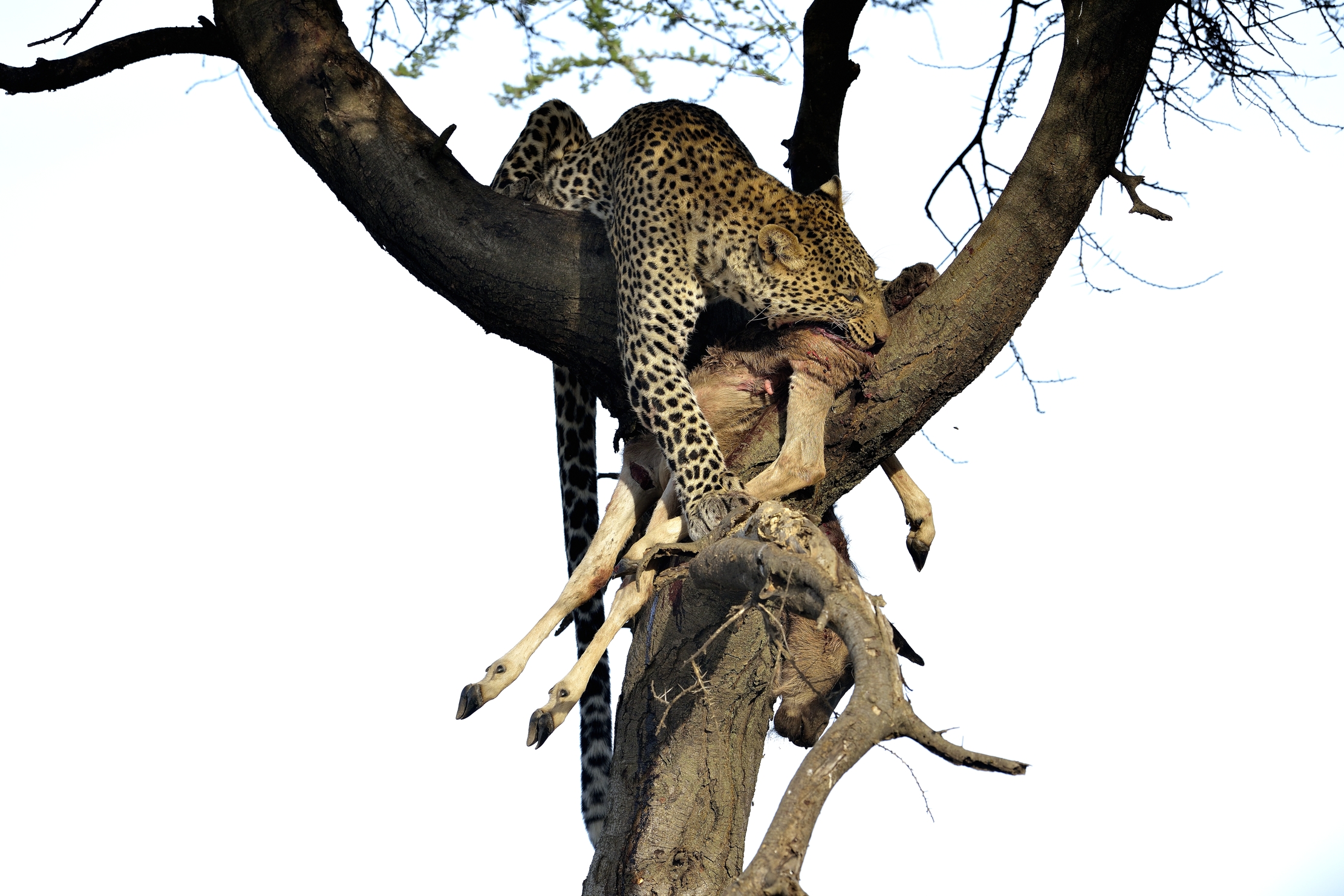 Tanzania 2015 - Leopard