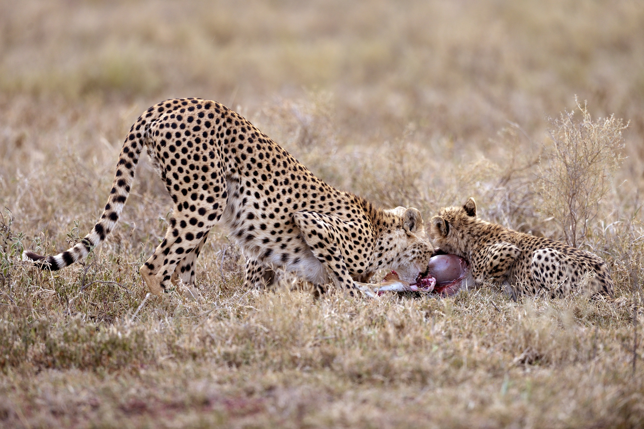 Tanzania 2015 - Dopo la caccia...