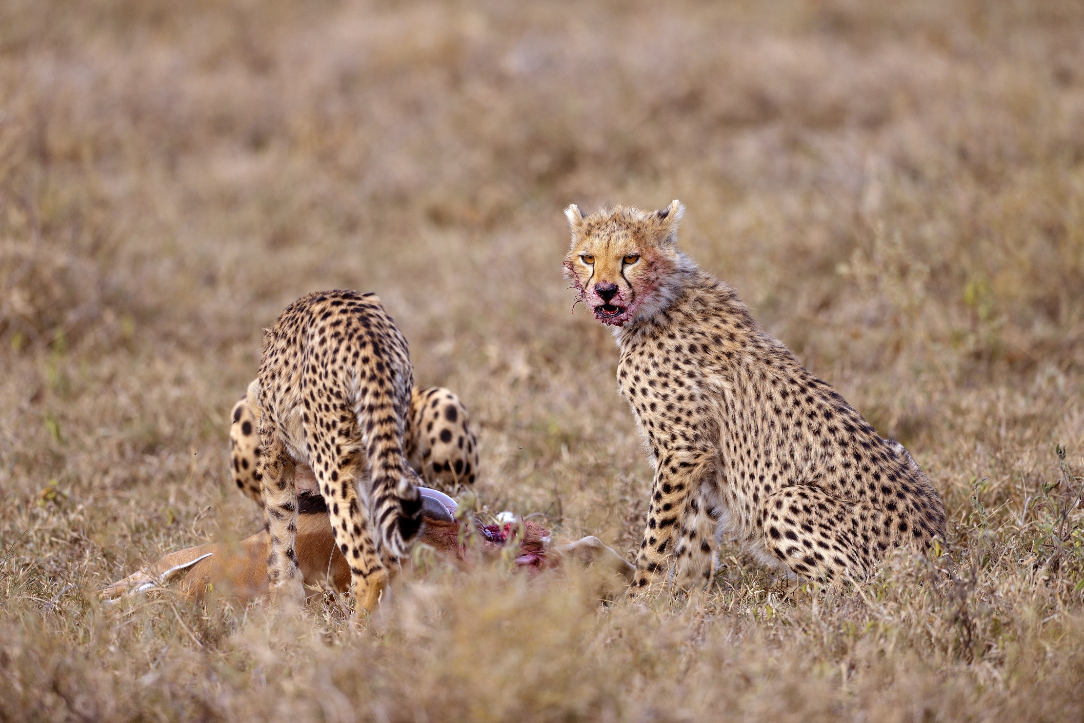 Tanzania 2015 - Dopo la caccia...