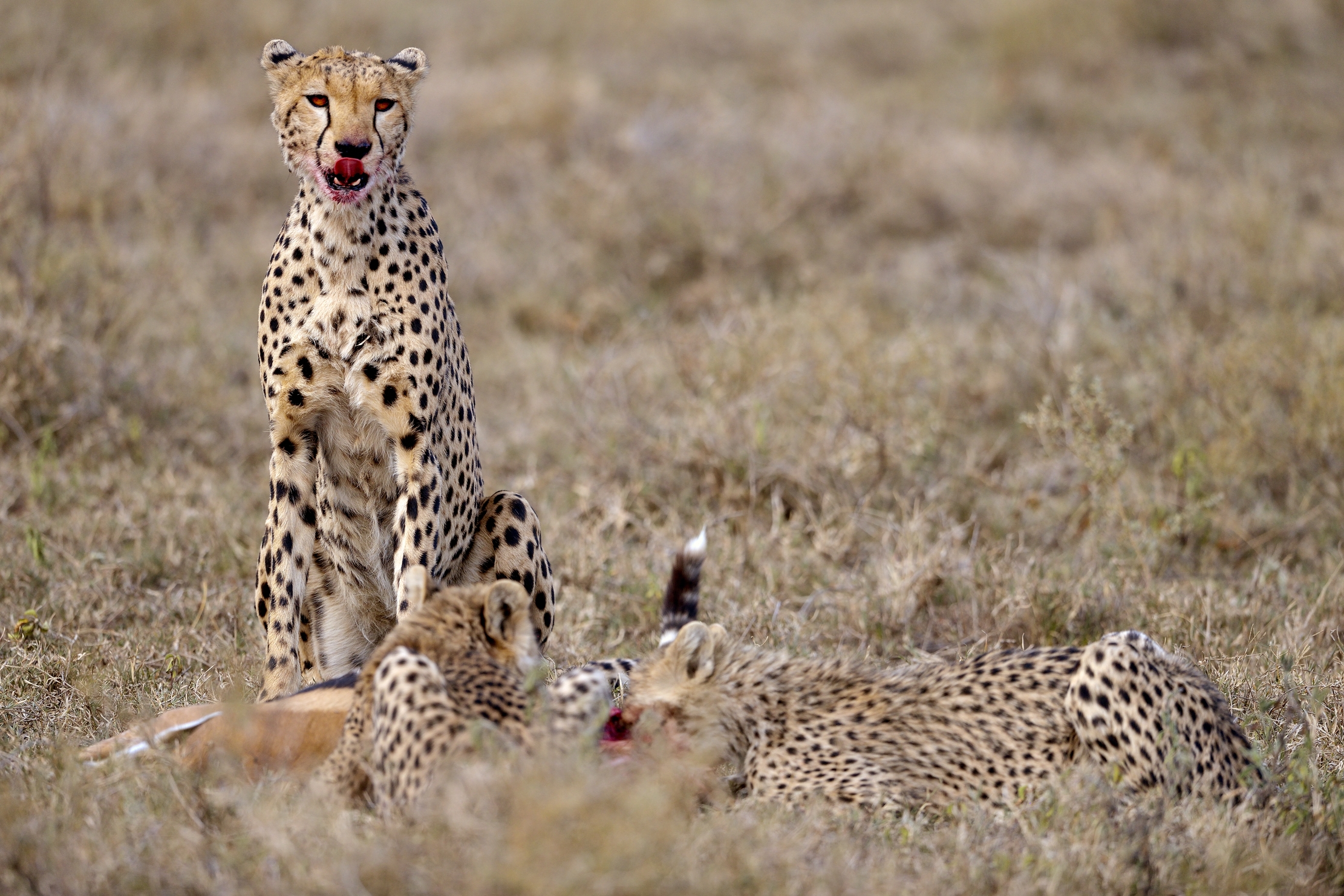 Tanzania 2015 - Dopo la caccia...