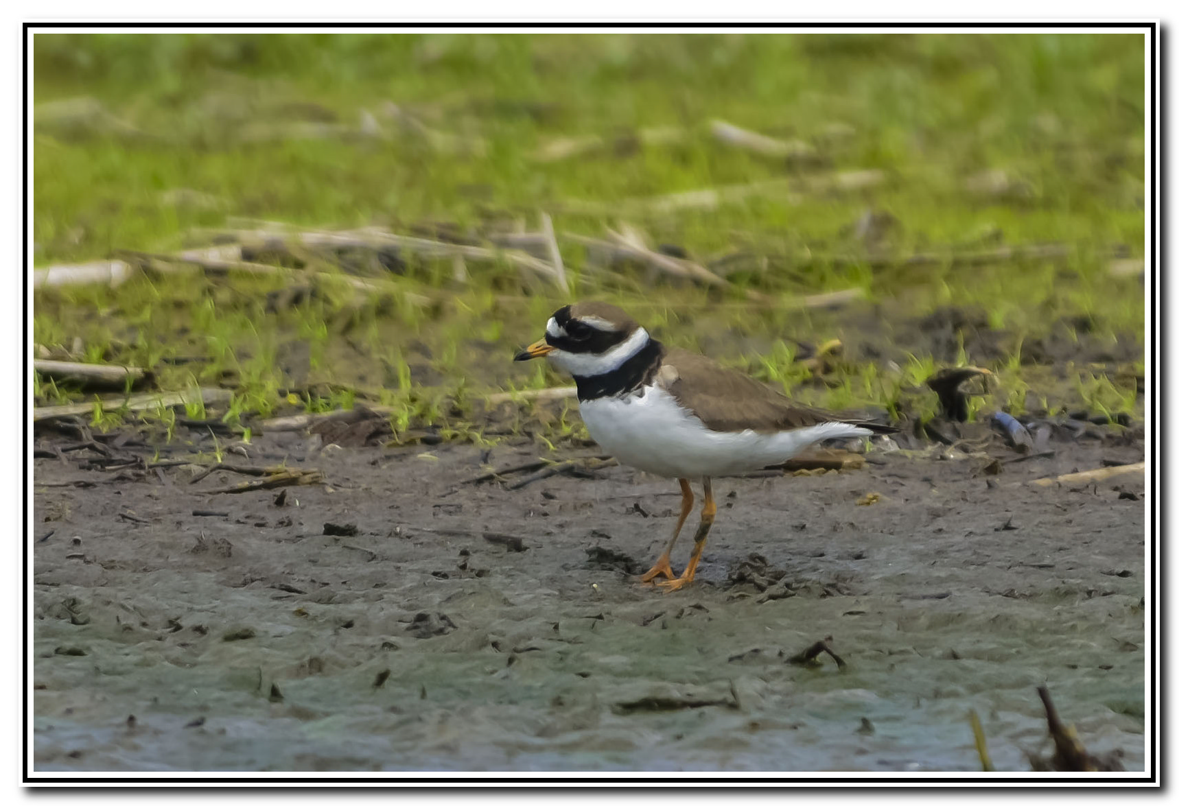 Ringed Plover
