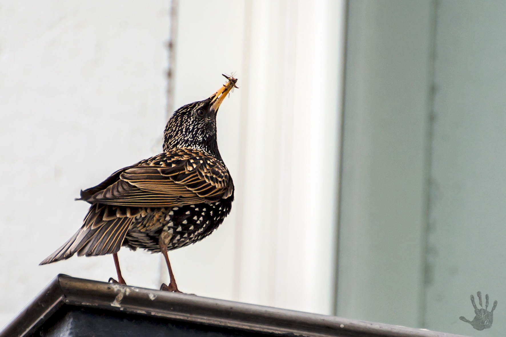 Storno con preda Sirmione