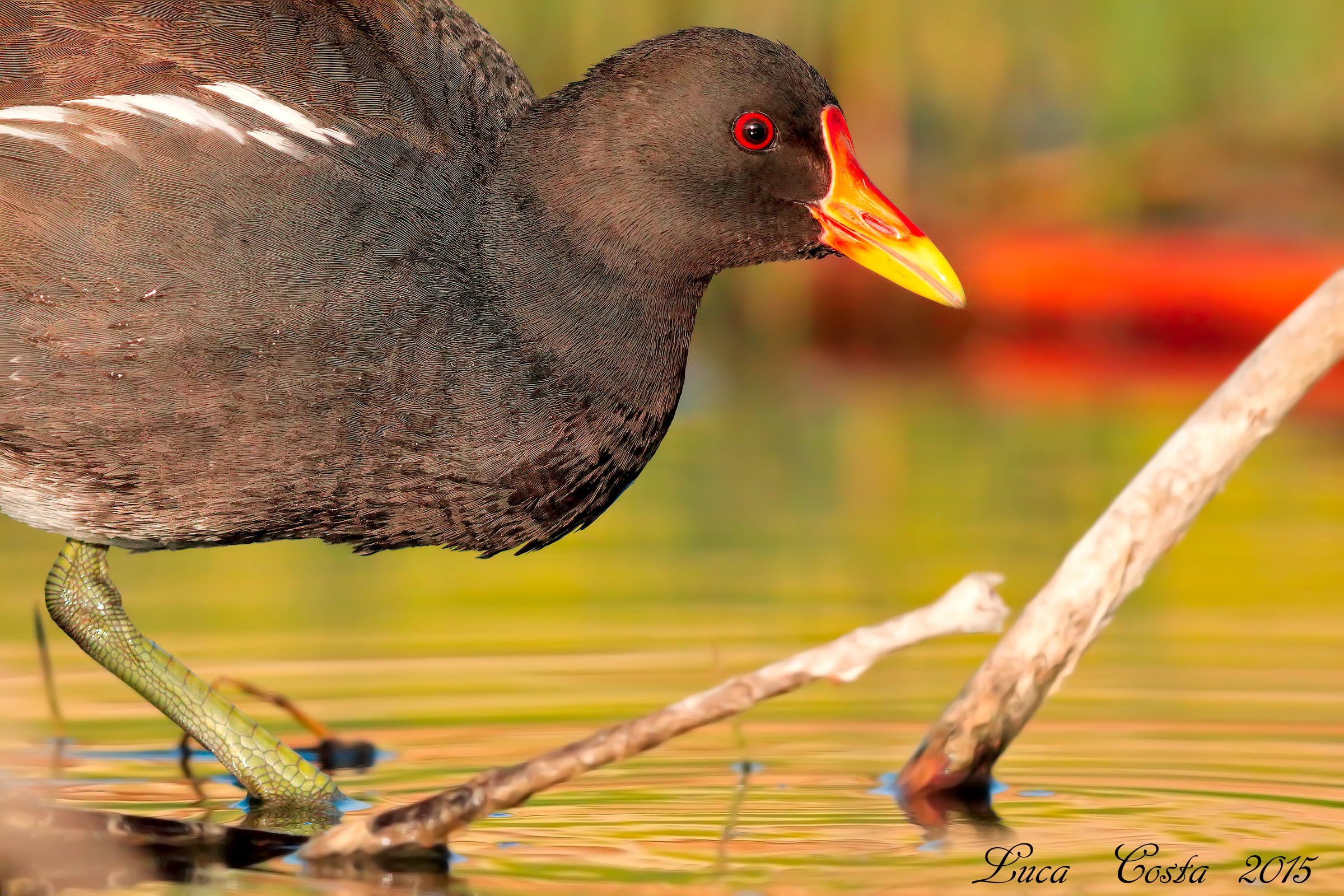 Ritratto di Gallinella