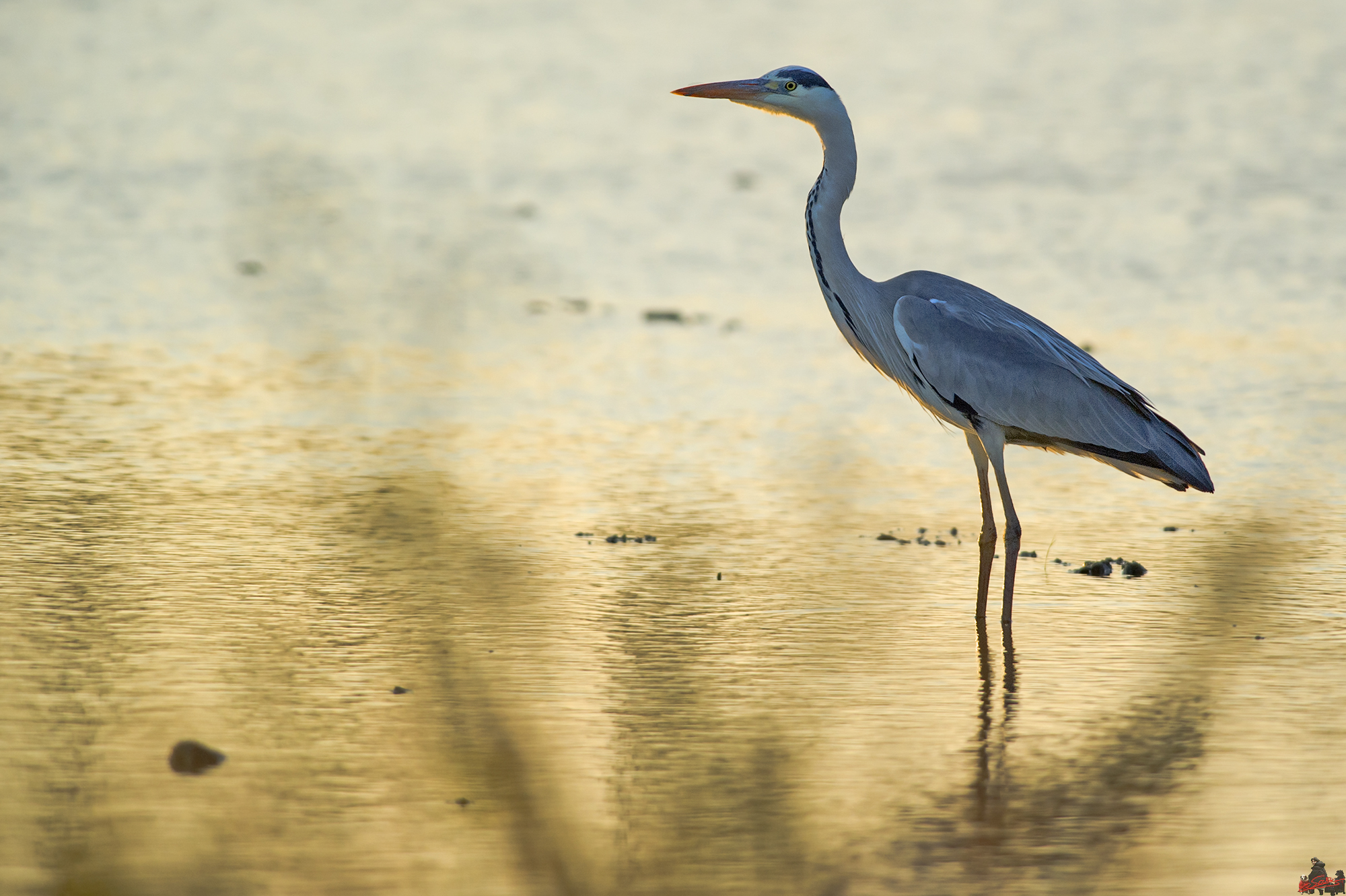 Grey Heron at sunset