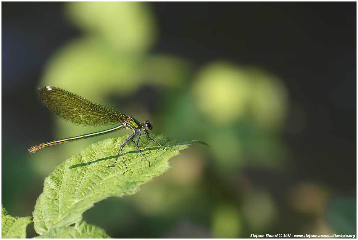 Calopteryx Virgo
