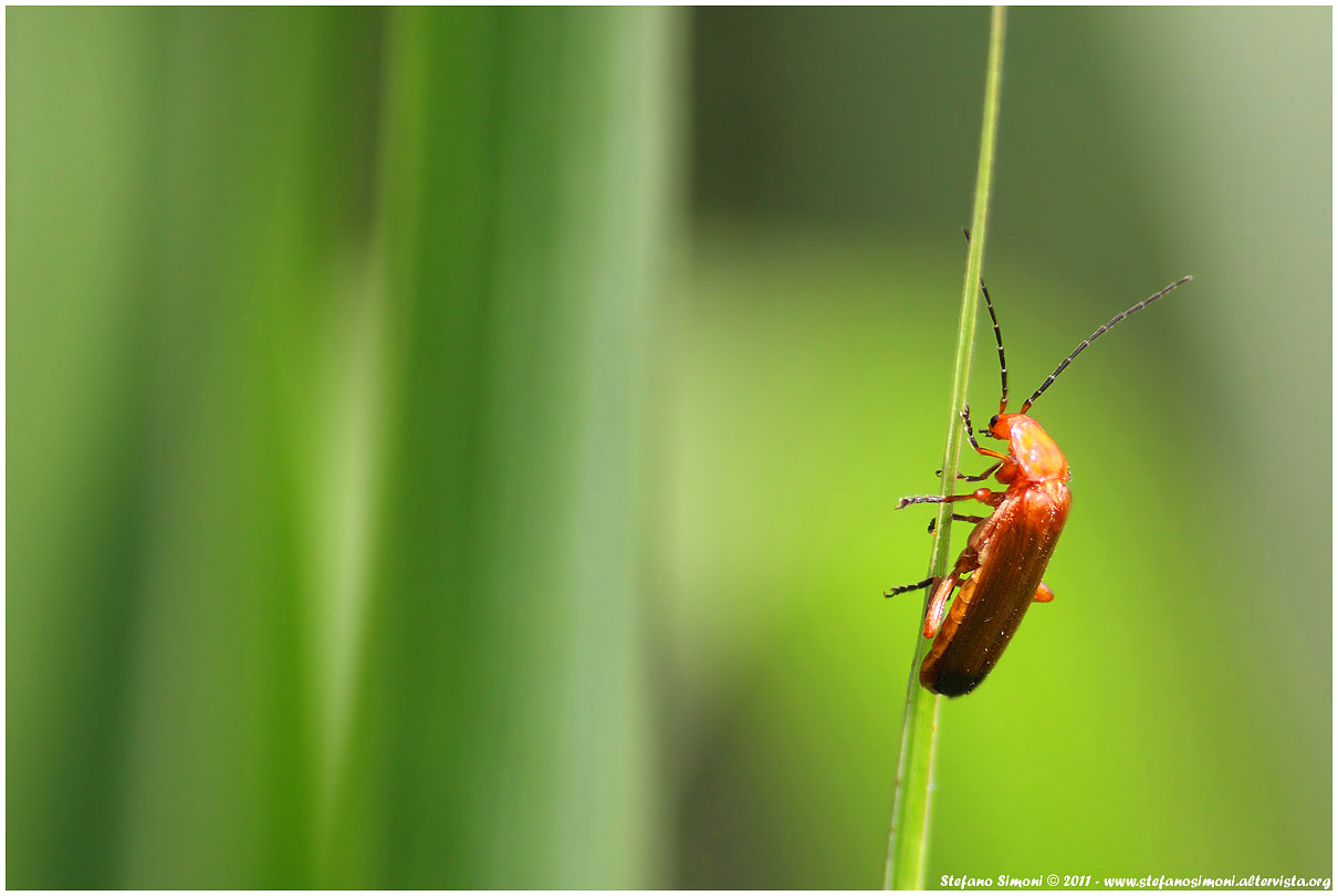 Cantaride (Rhagonycha fulva)