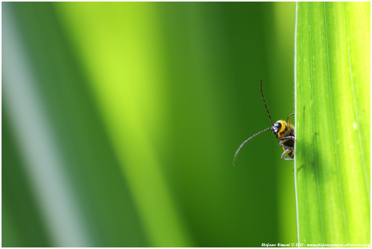 Diabrotica (Diabrotica virgifera virgifera)