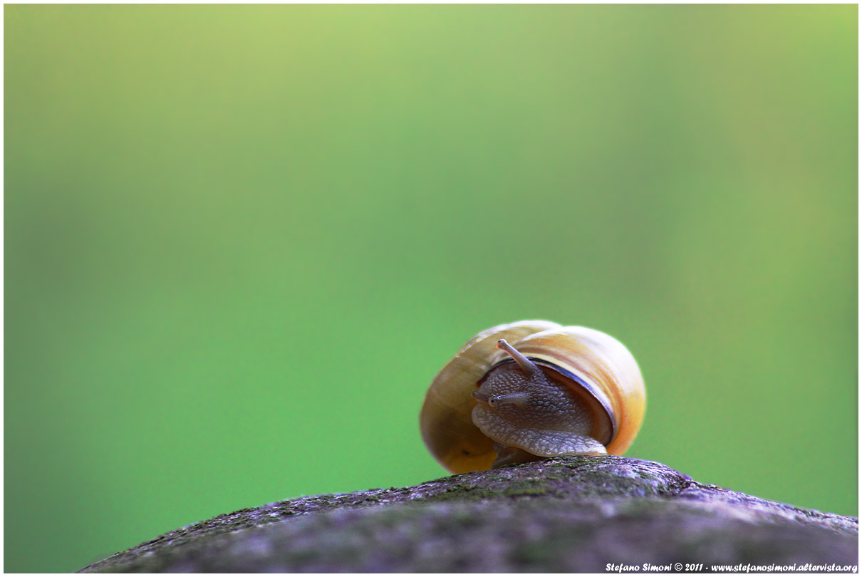 Snail