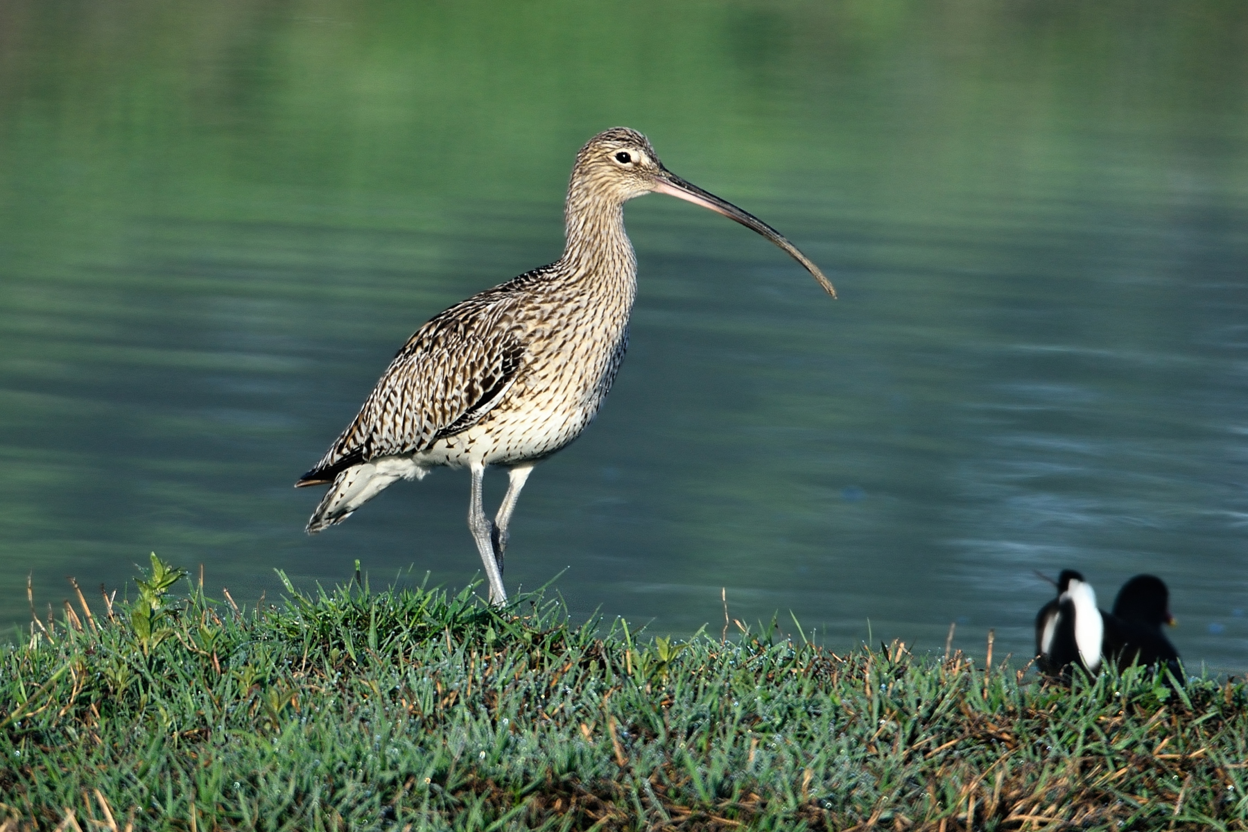 Curlew