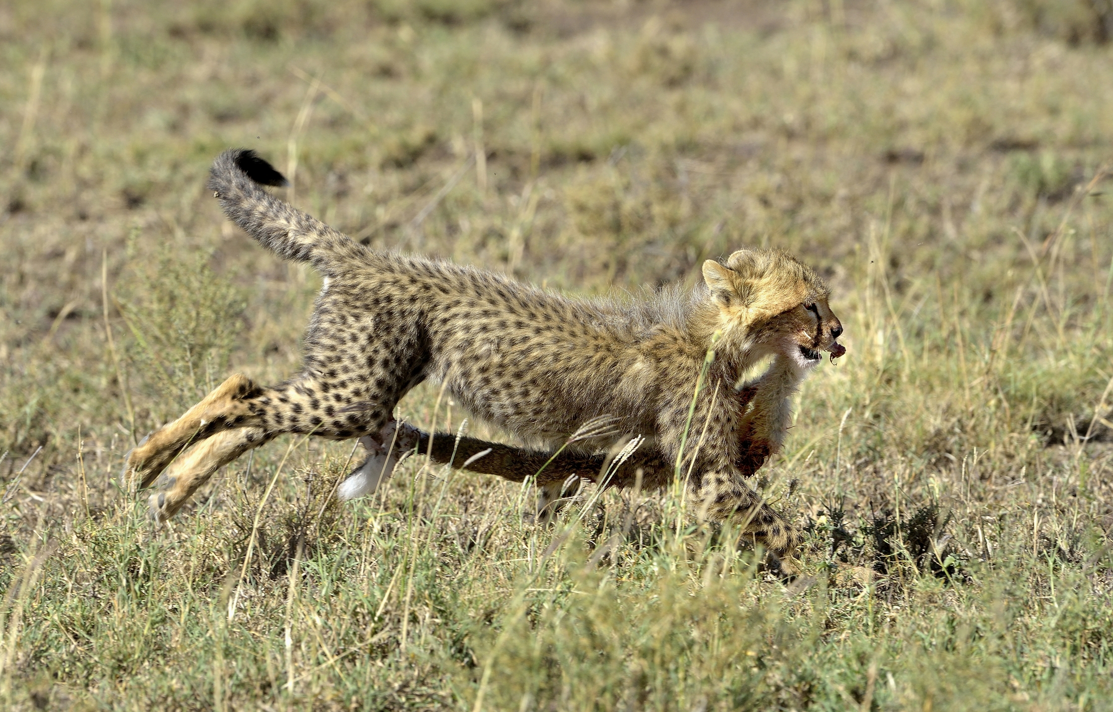 Tanzania 2015 - Corsa con il trofeo