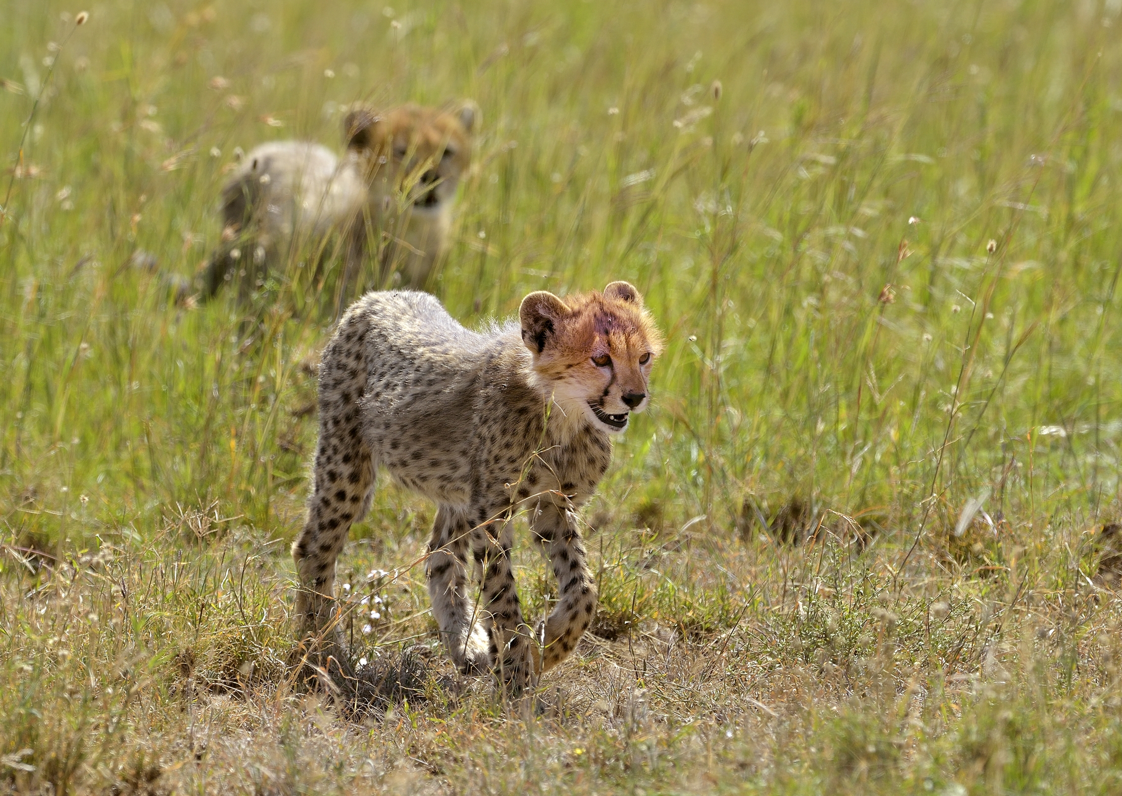 Tanzania 2015 - Ghepardini