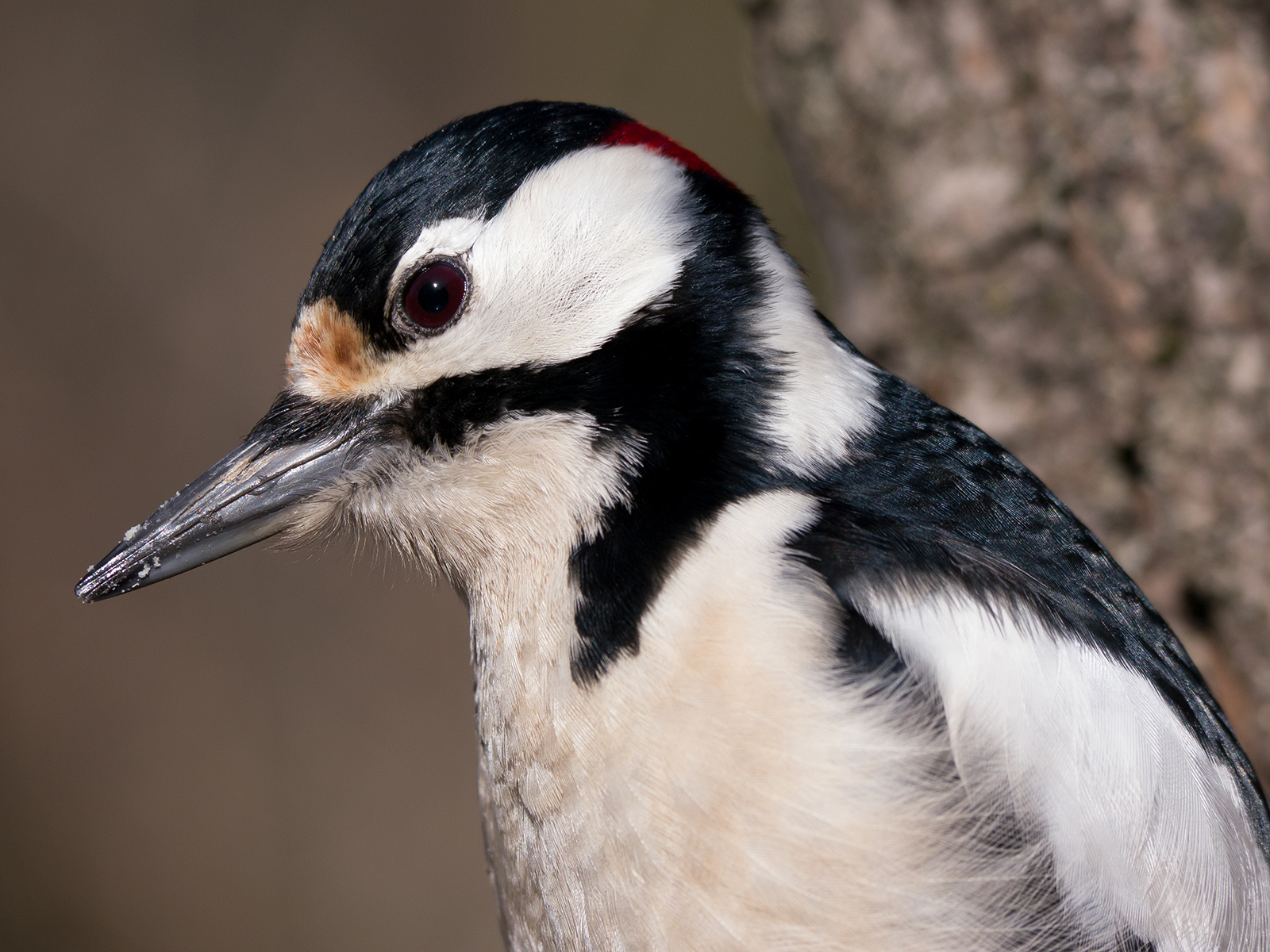 Picchio Rosso Maggiore (maschio) - Ritratto