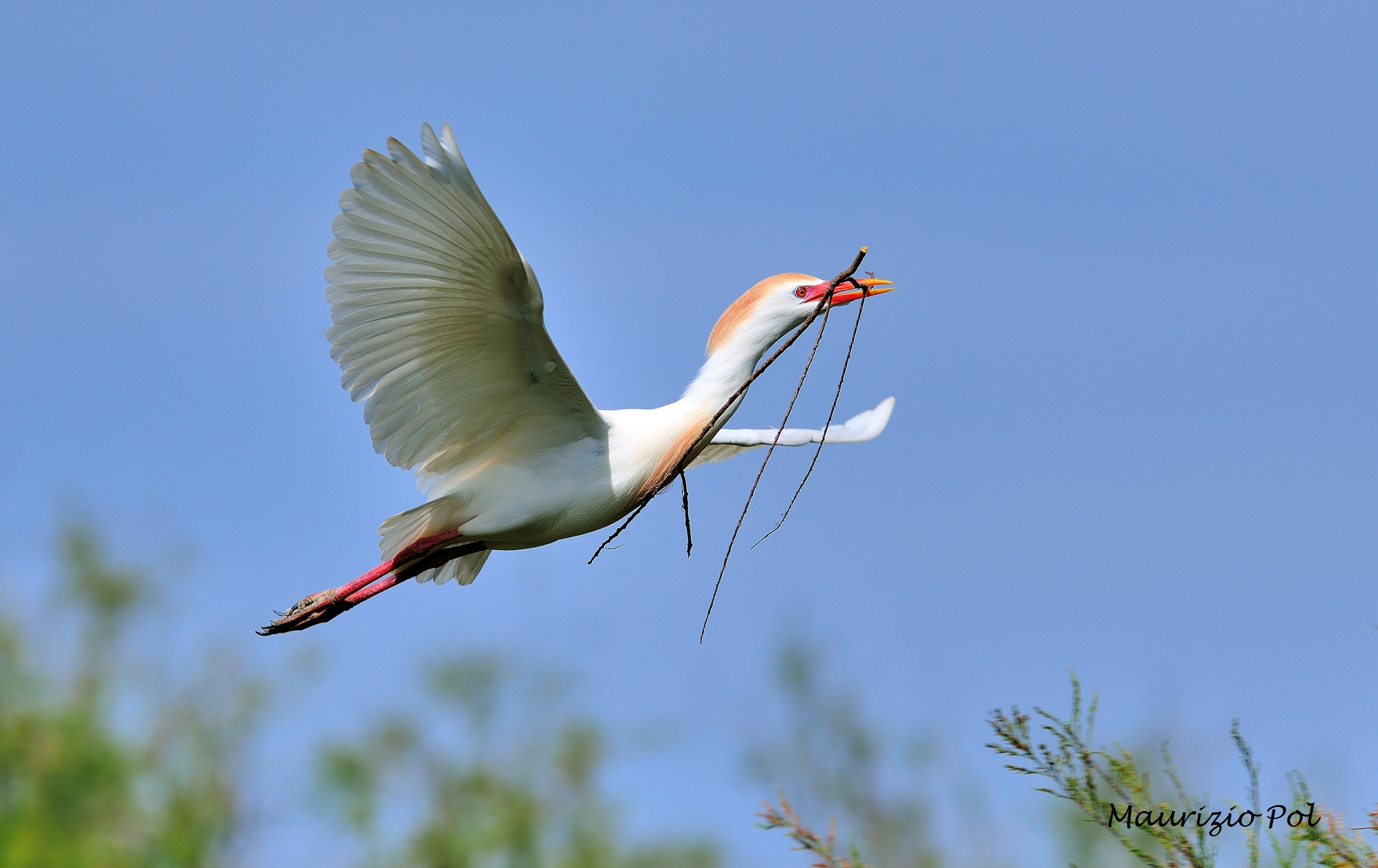 guardiabuoi with twig for the nest