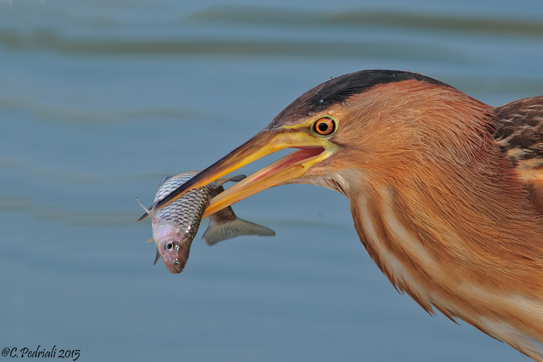 Bittern with prey ... female portrait ..