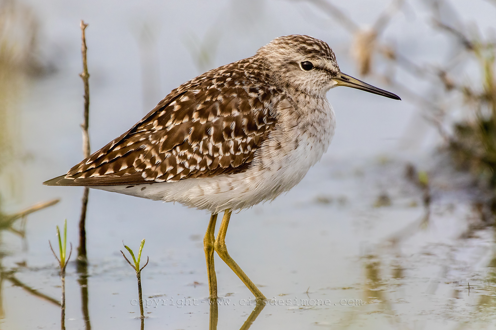 Piro piro boschereccio