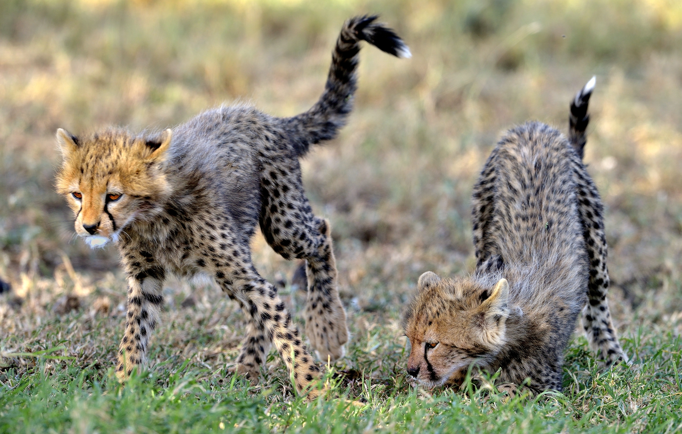 Tanzania 2015 - Giochi