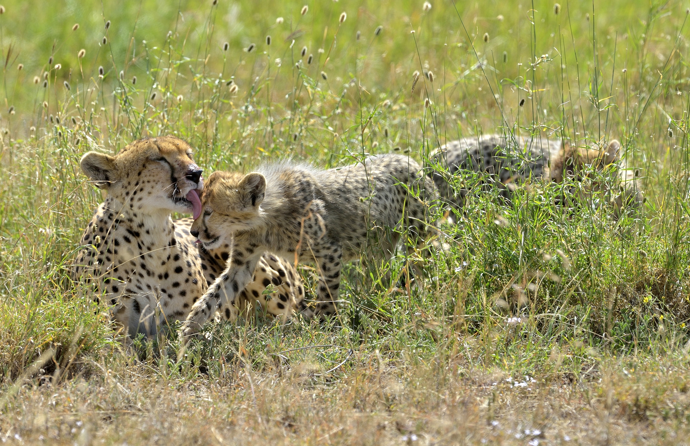 Tanzania 2015 - Tenerezze