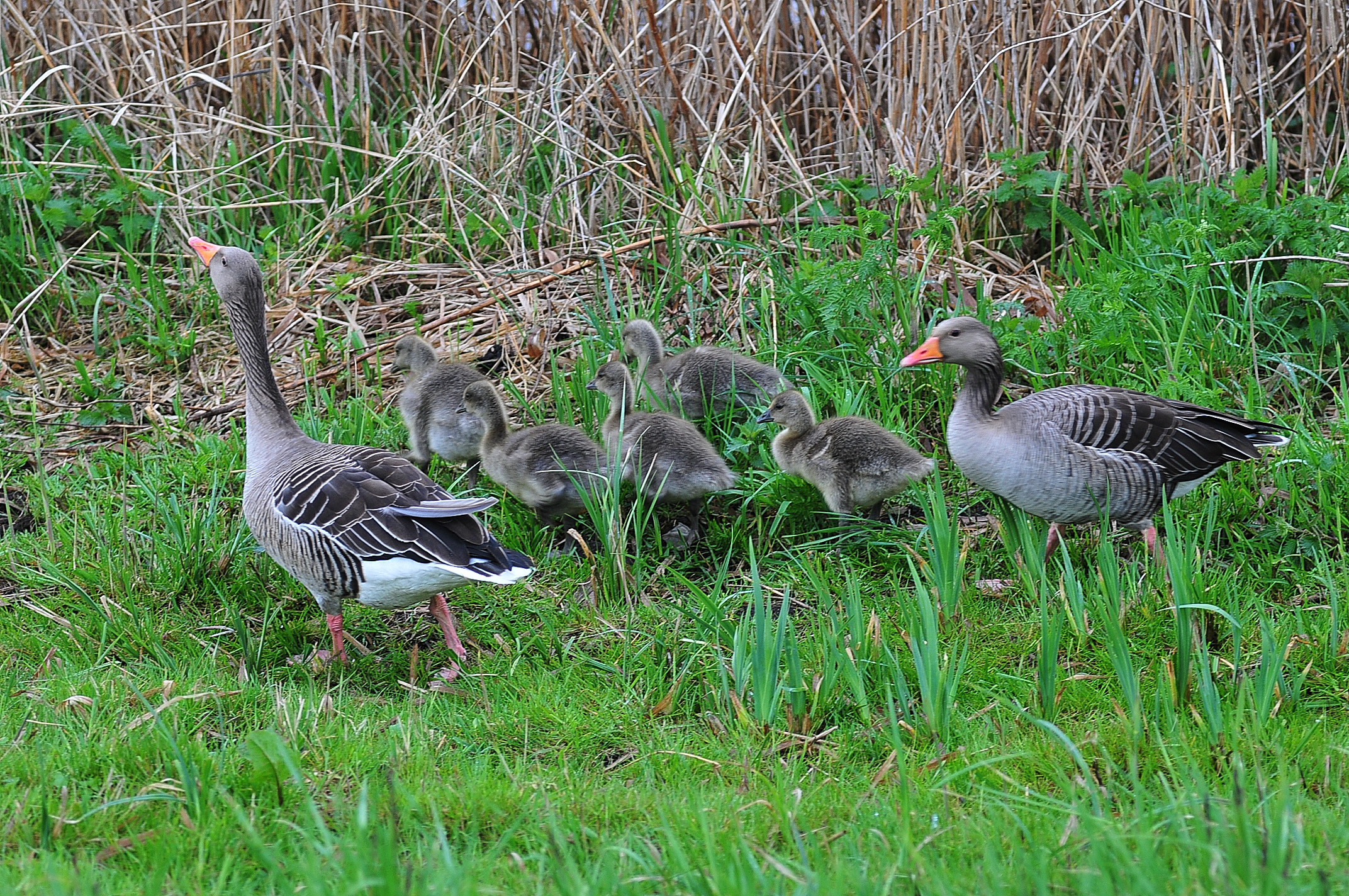 Family of geese