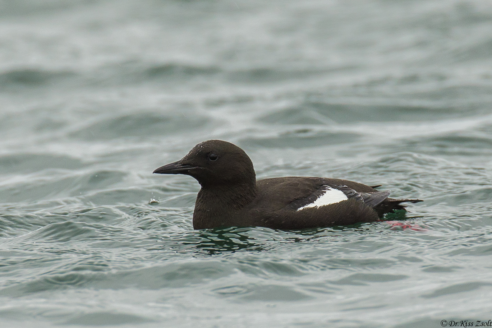 Black guillemot