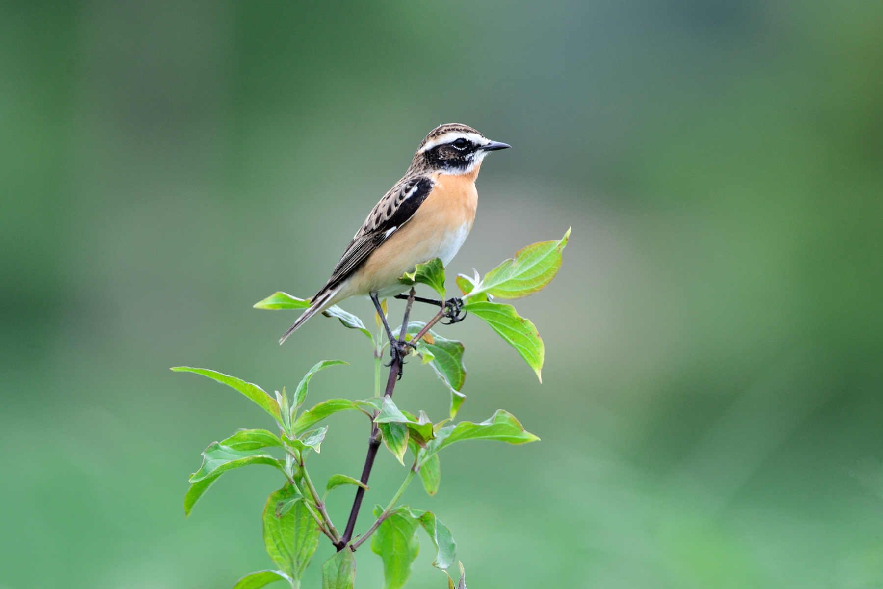 Stiaccino (Saxicola rubetra)
