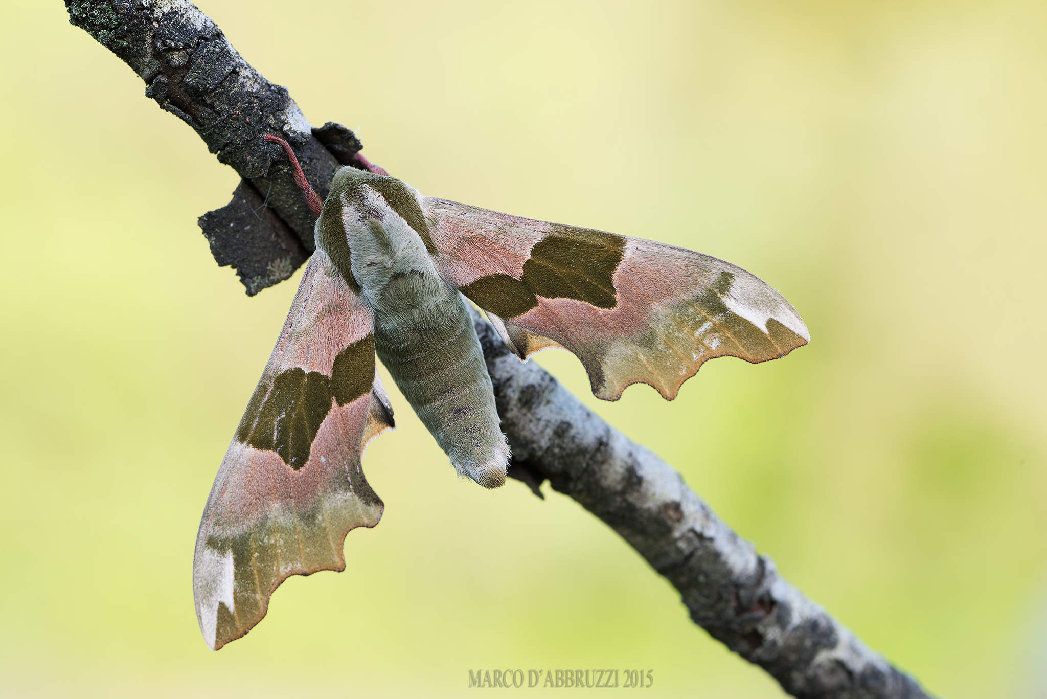 Sphinx of Linden ...