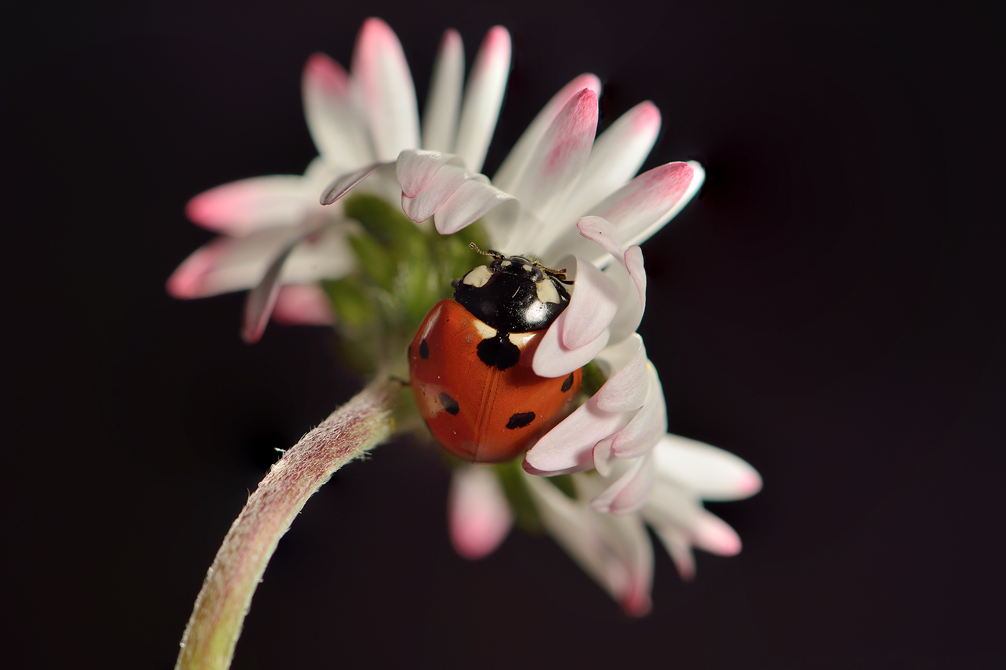 Ladybug and daisy