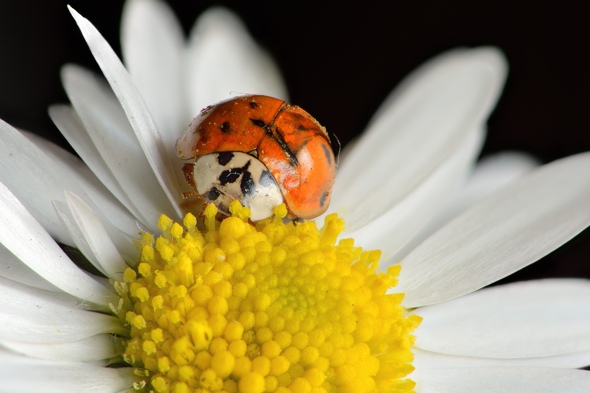 Ladybug and daisy