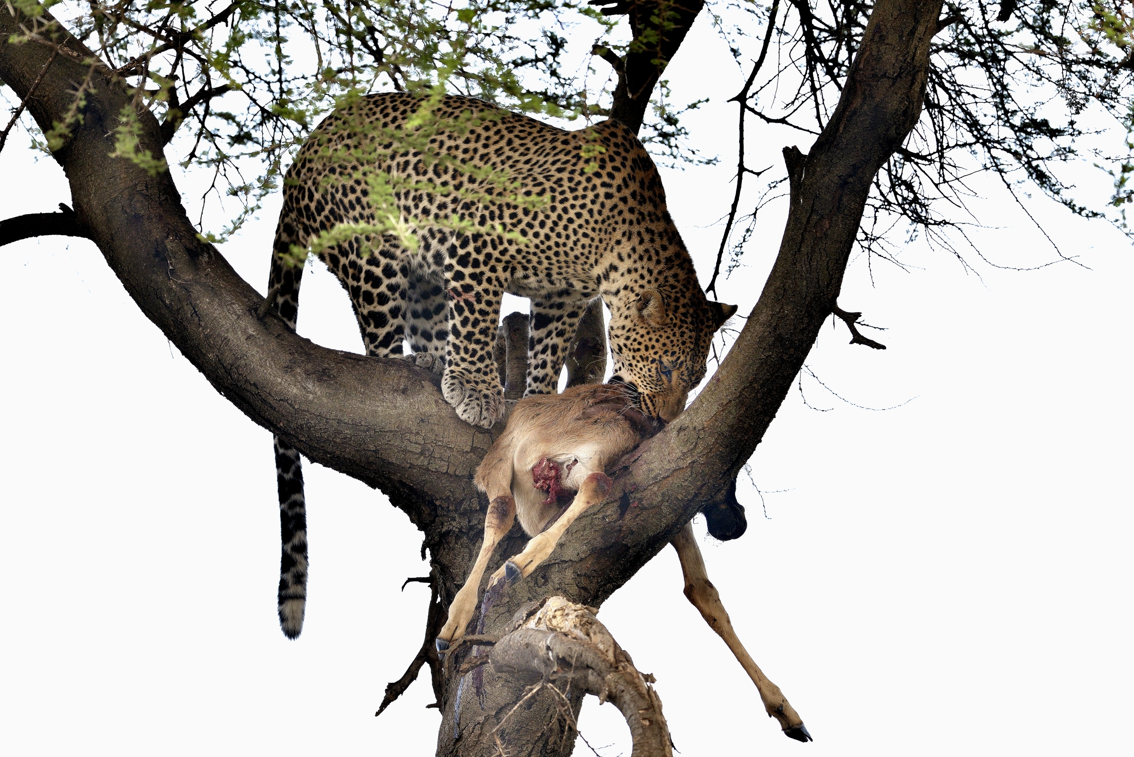 Tanzania 2015 - Leopard