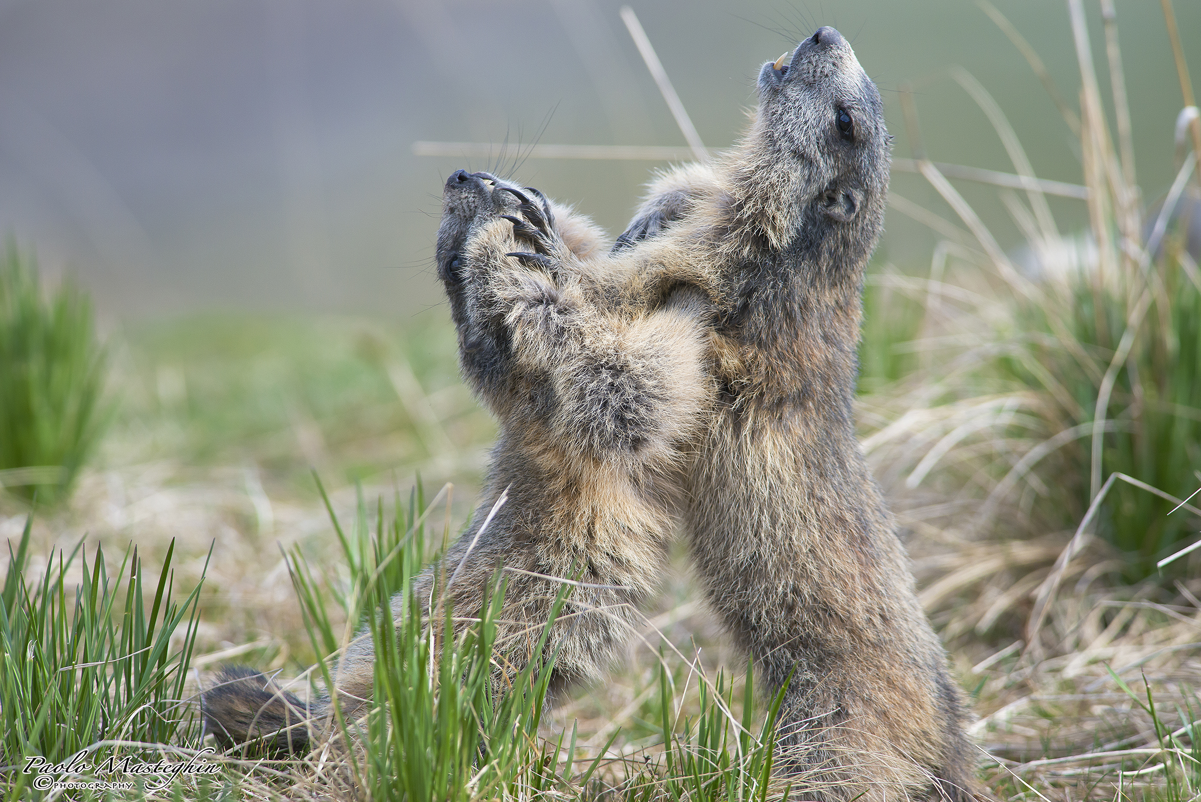 Clash of the Titans ....