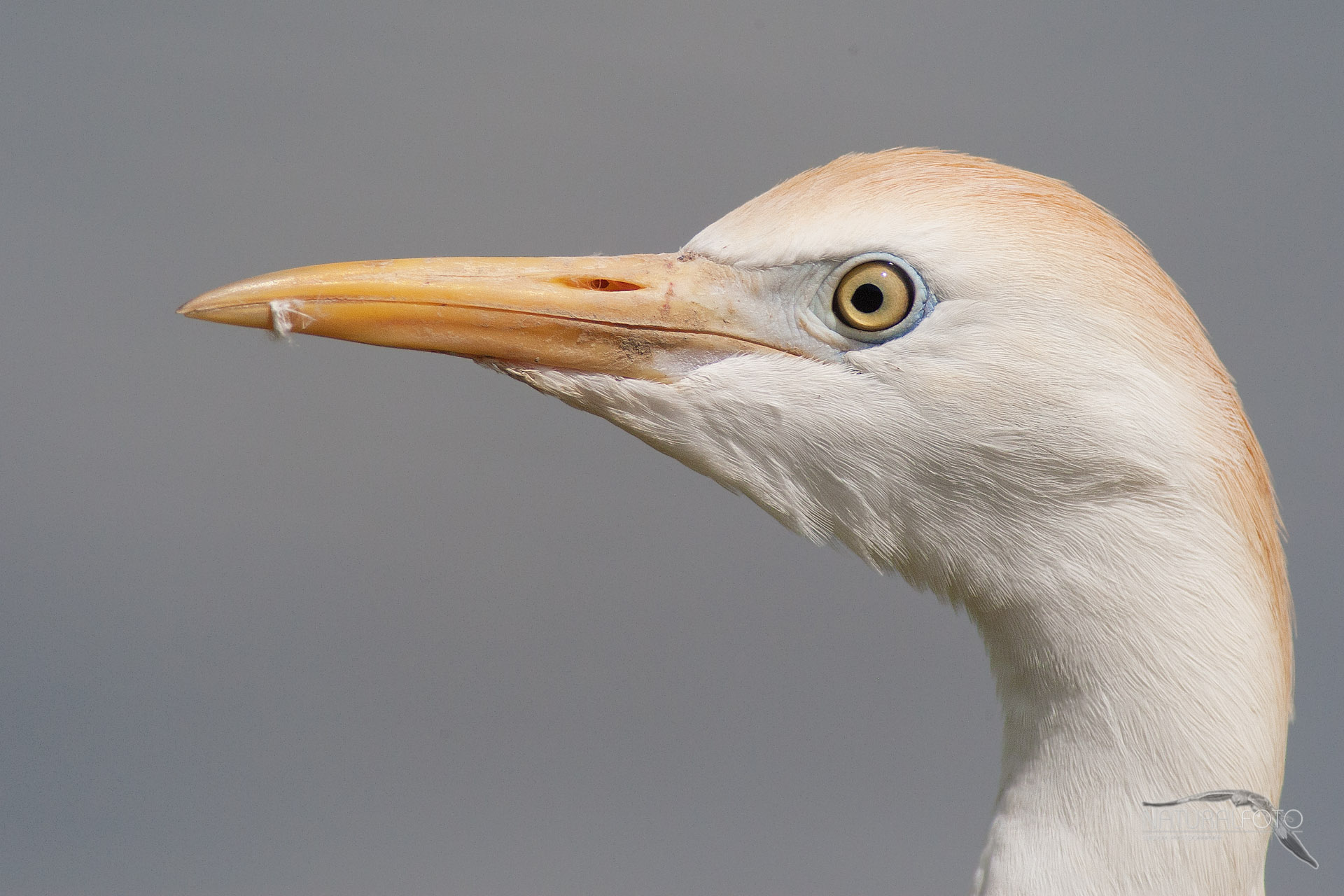 Cattle Egret - portrait