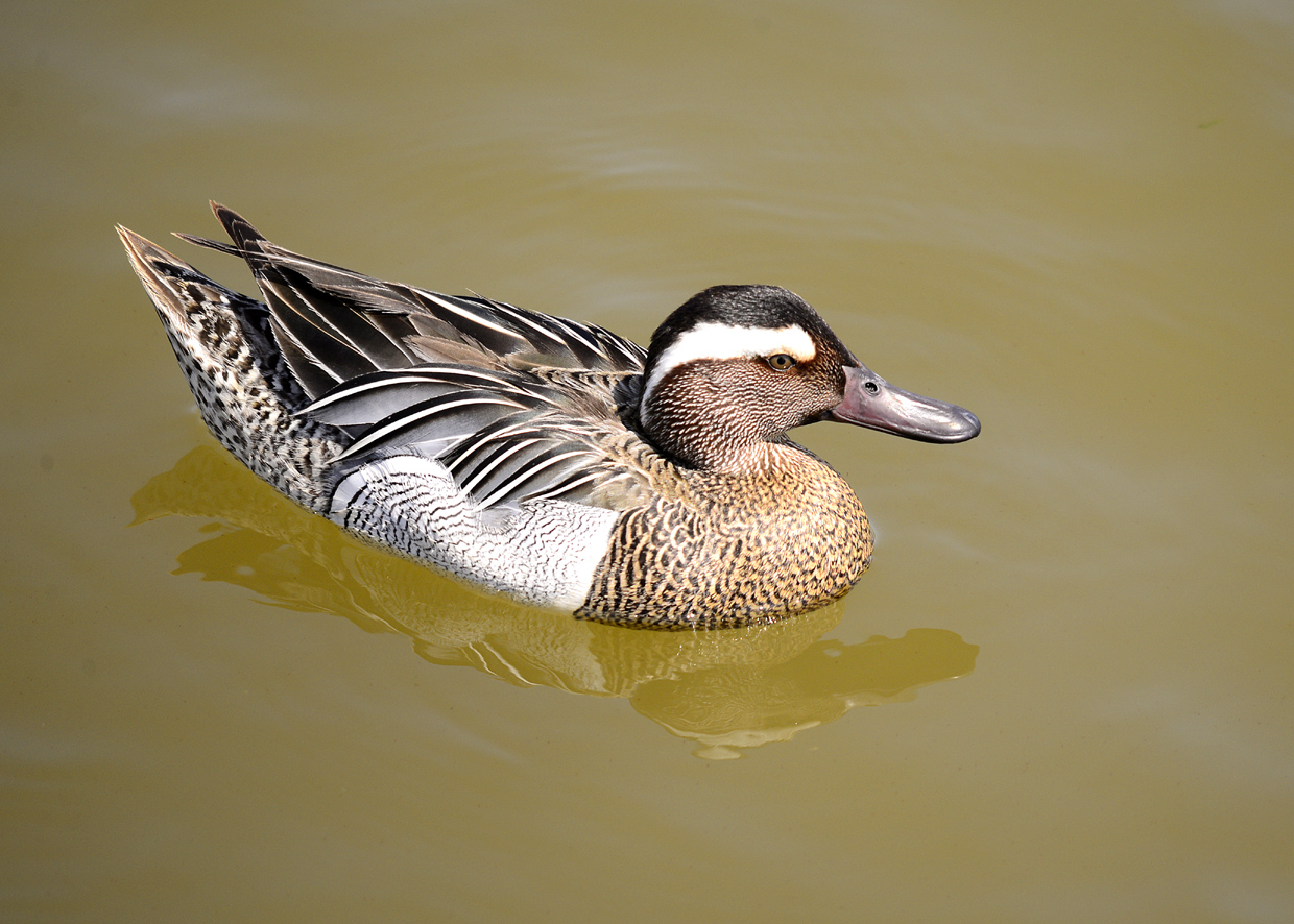 Marziola - Un bel maschione !