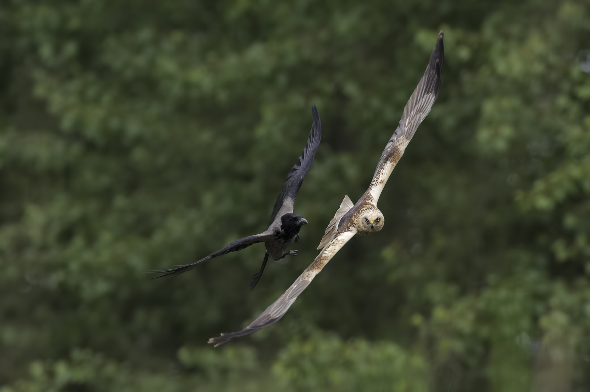 Guardati le spalle...