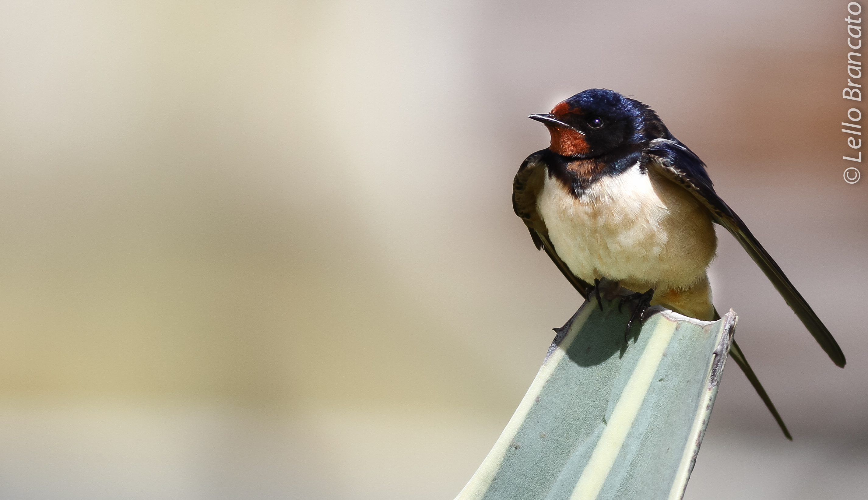 Hirundo Rustica