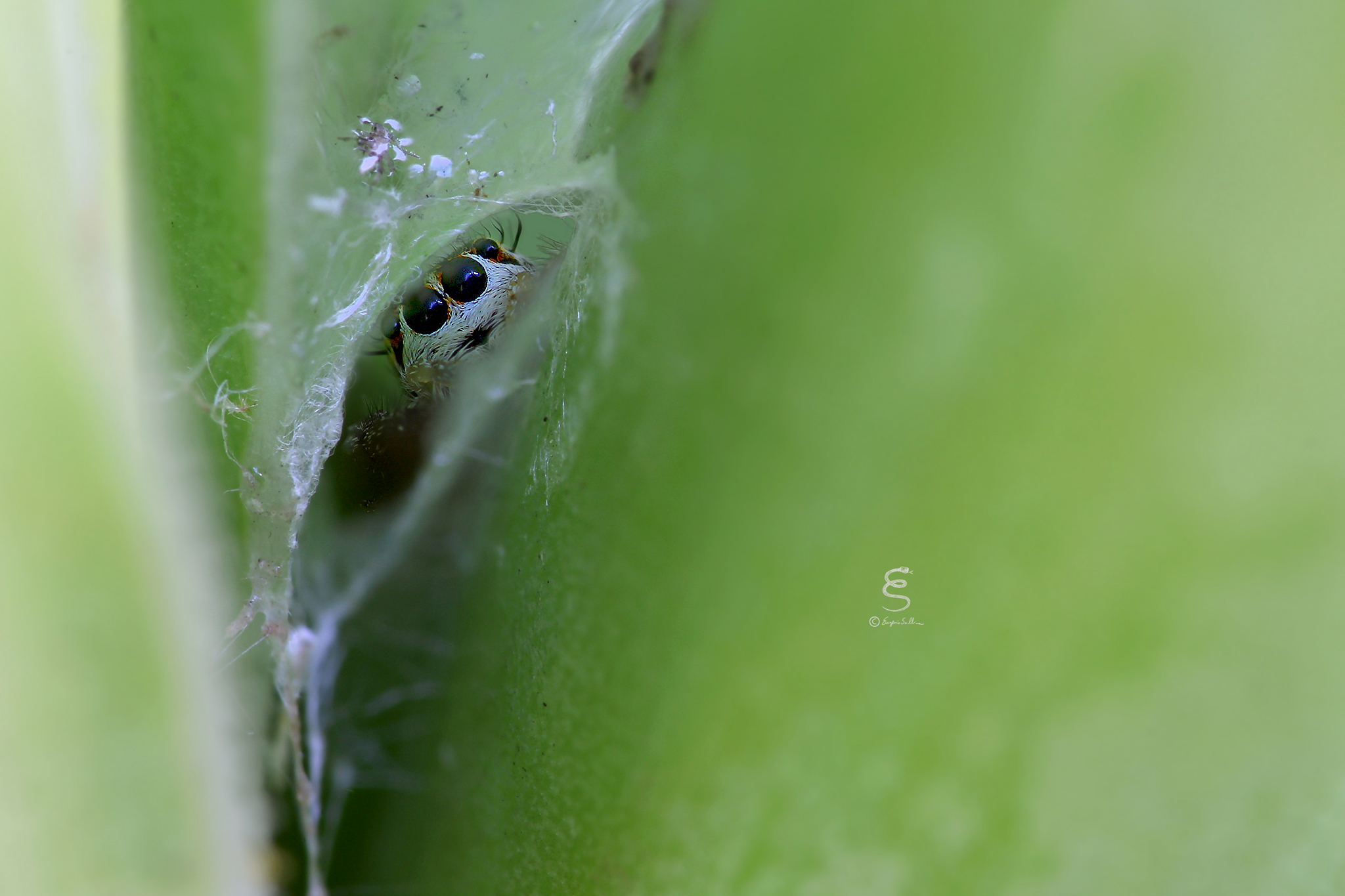 The spider in the den