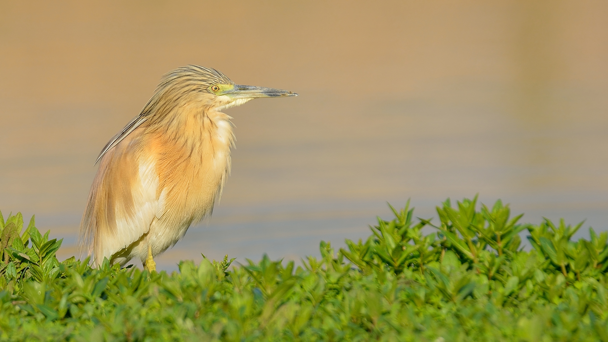 Sgarza Ciuffetto ...