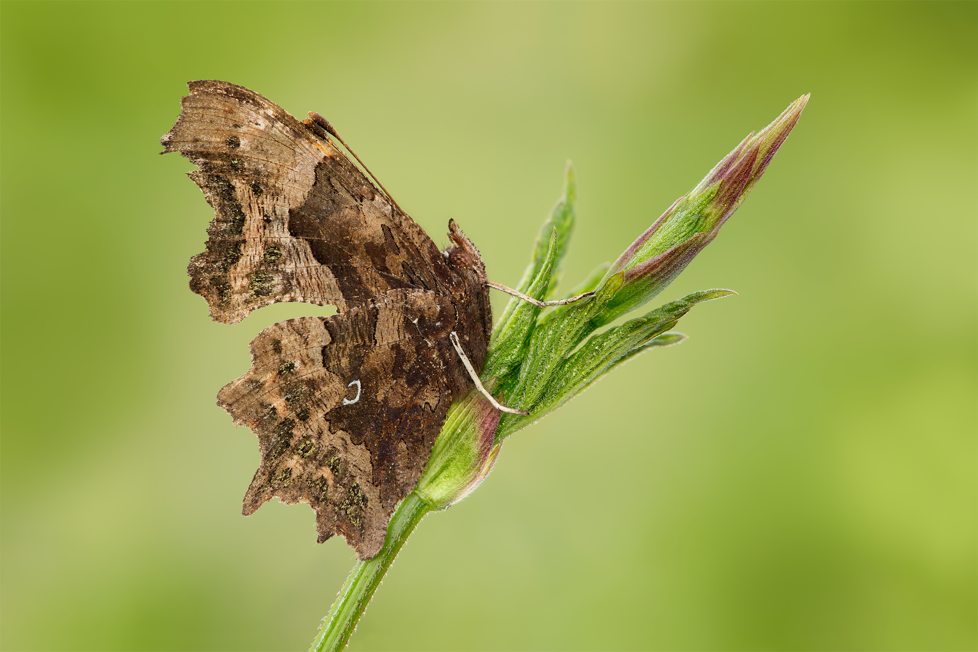 Polygonia c-album