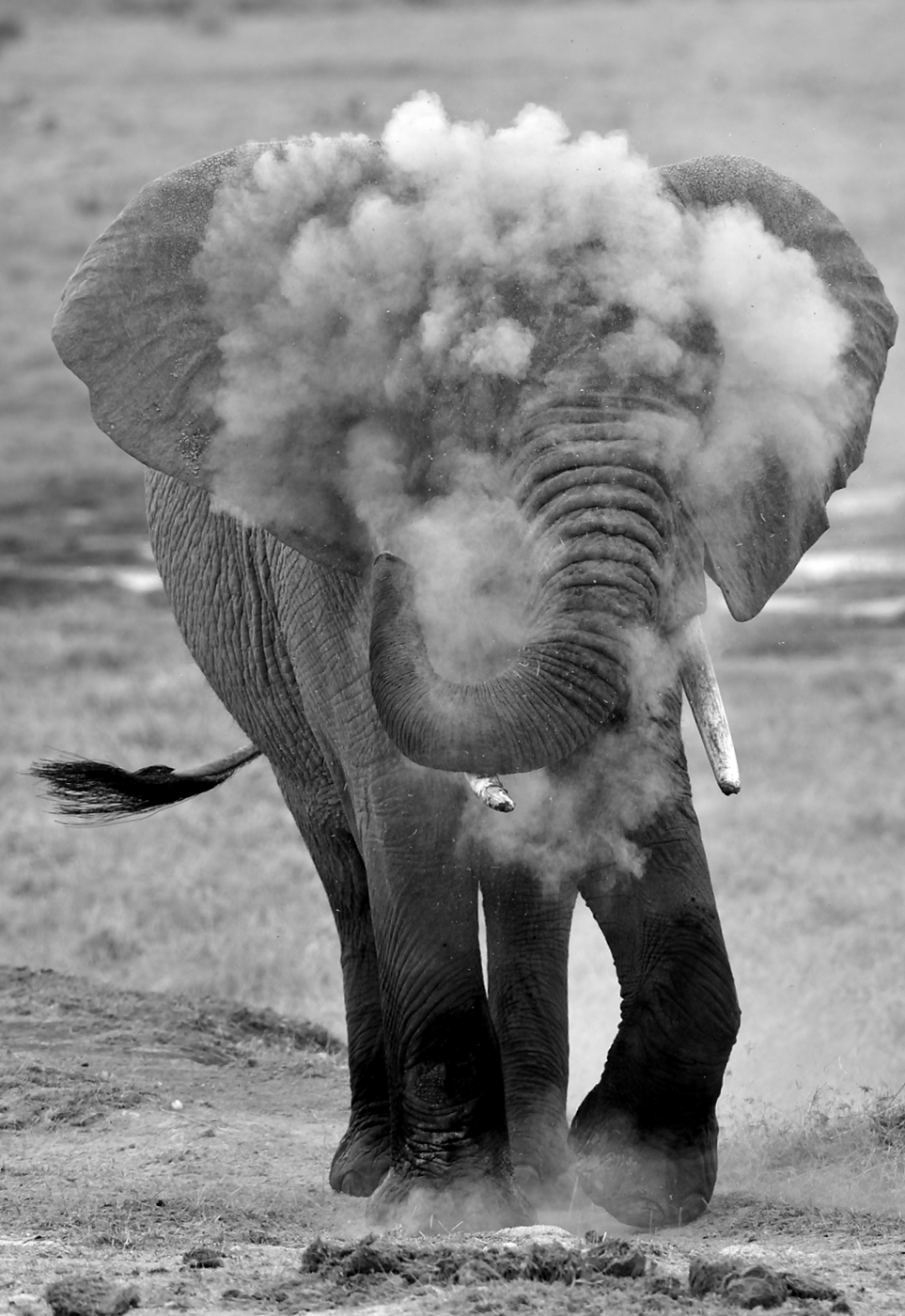 amboseli