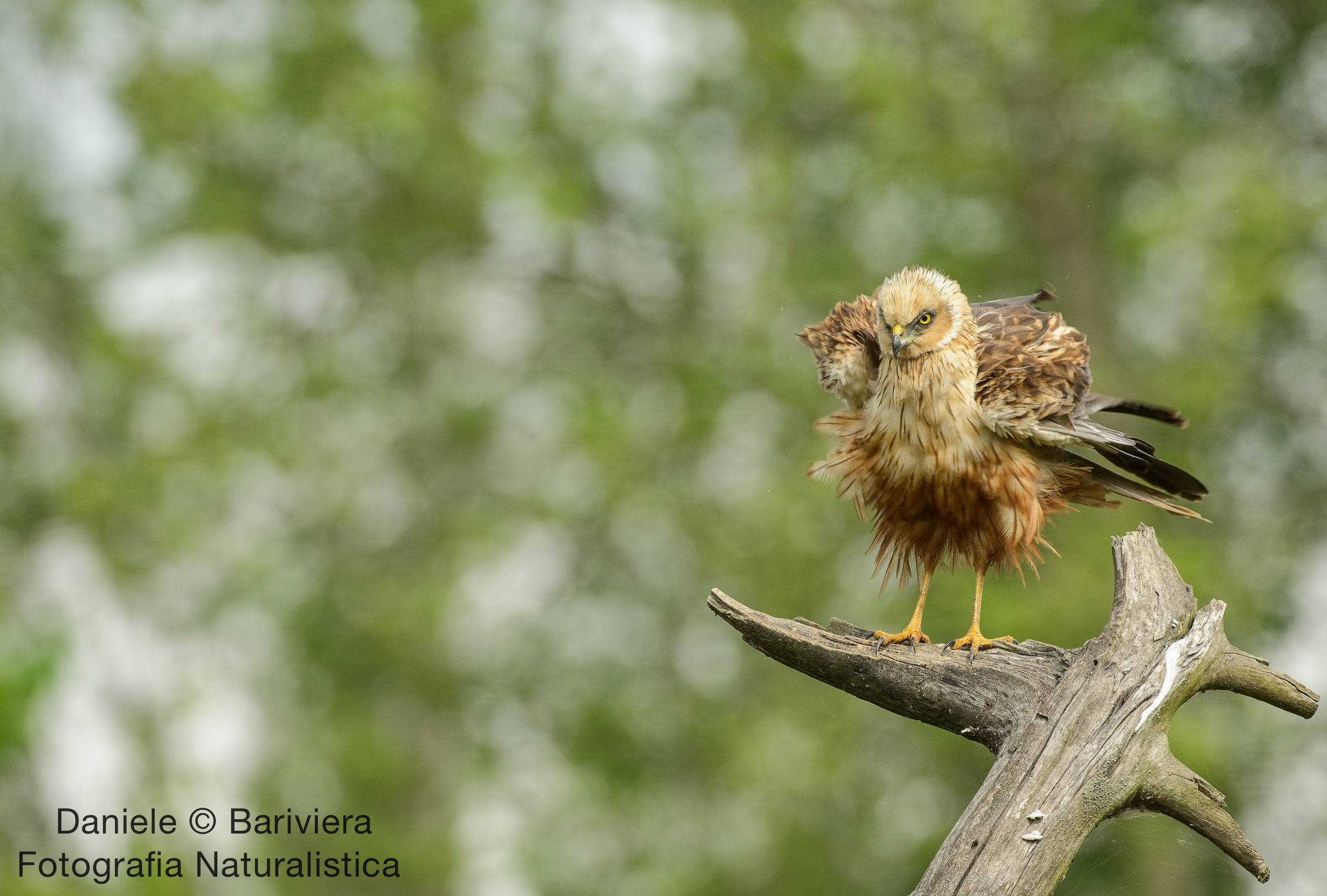 la scollatina (Falco di palude maschio)