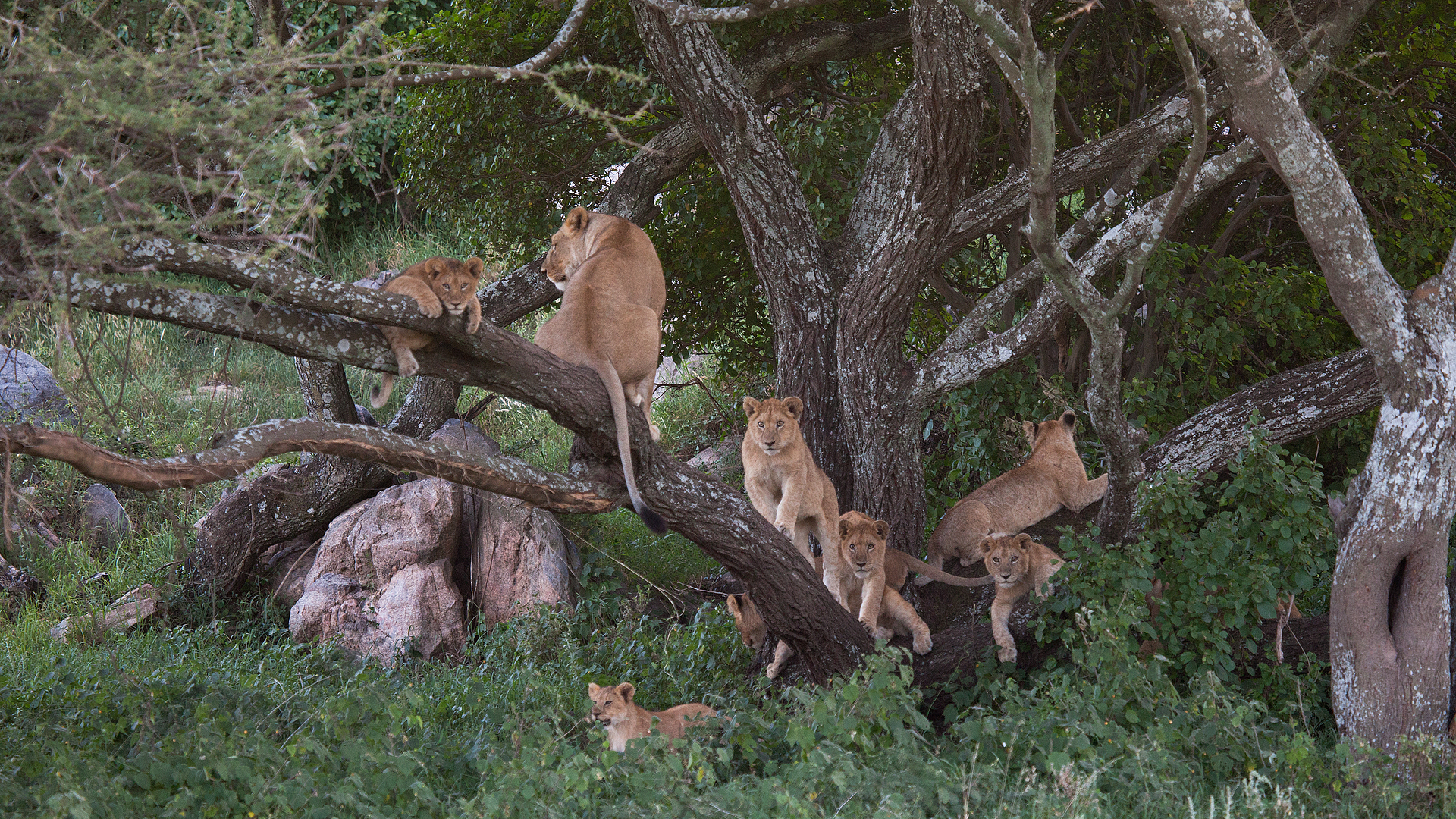 "Lions do not climb trees"