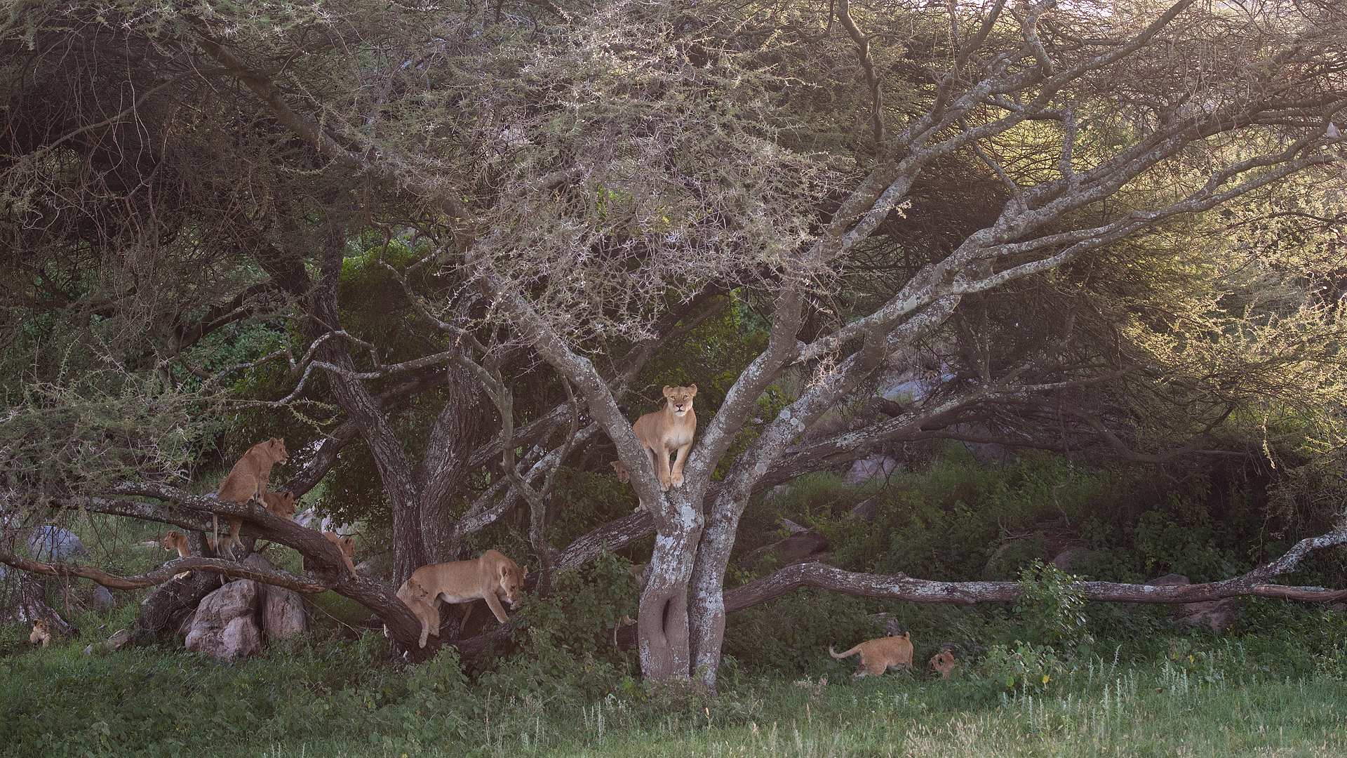 "Lions do not climb trees 2"