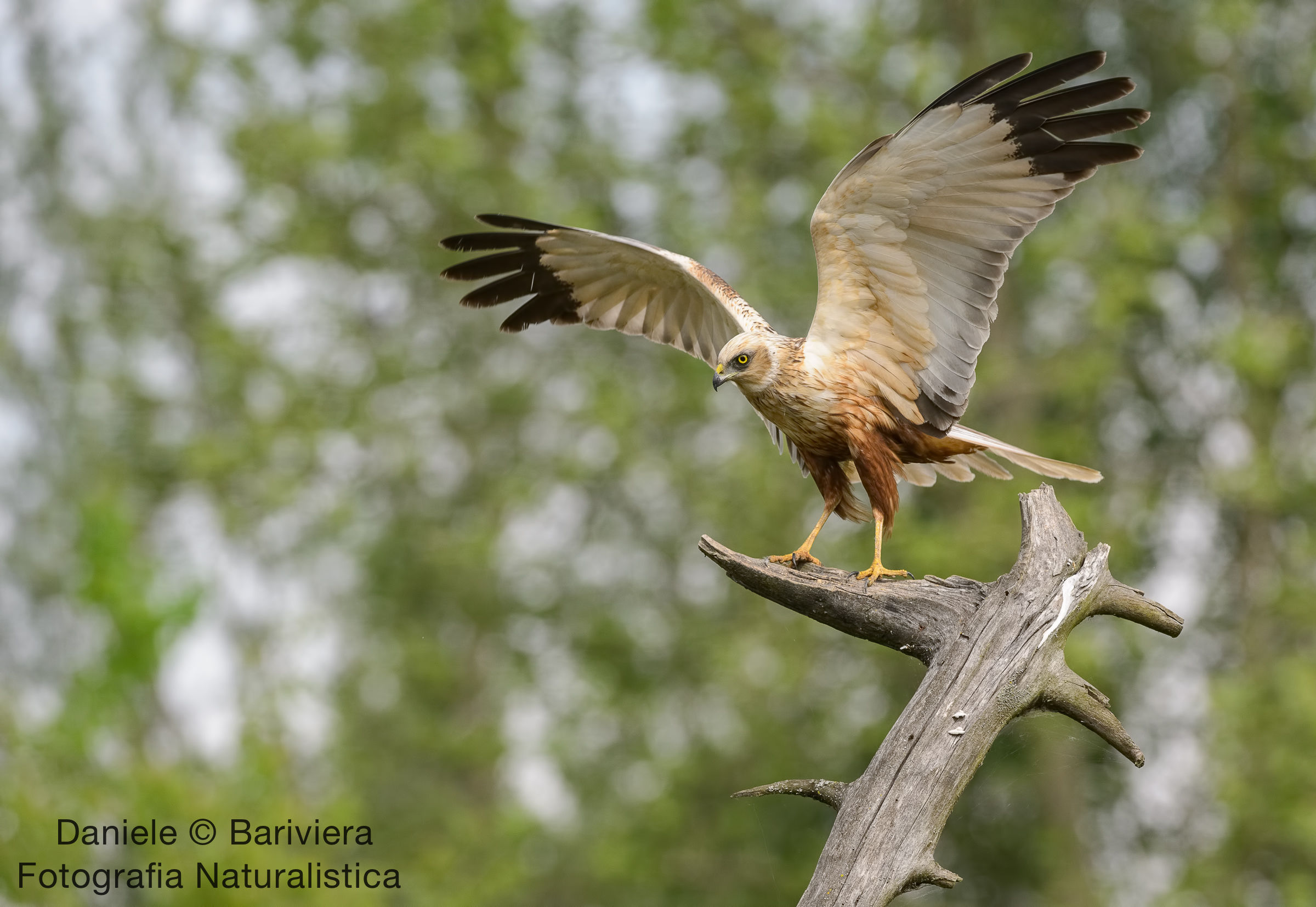 l'atterraggio del falco