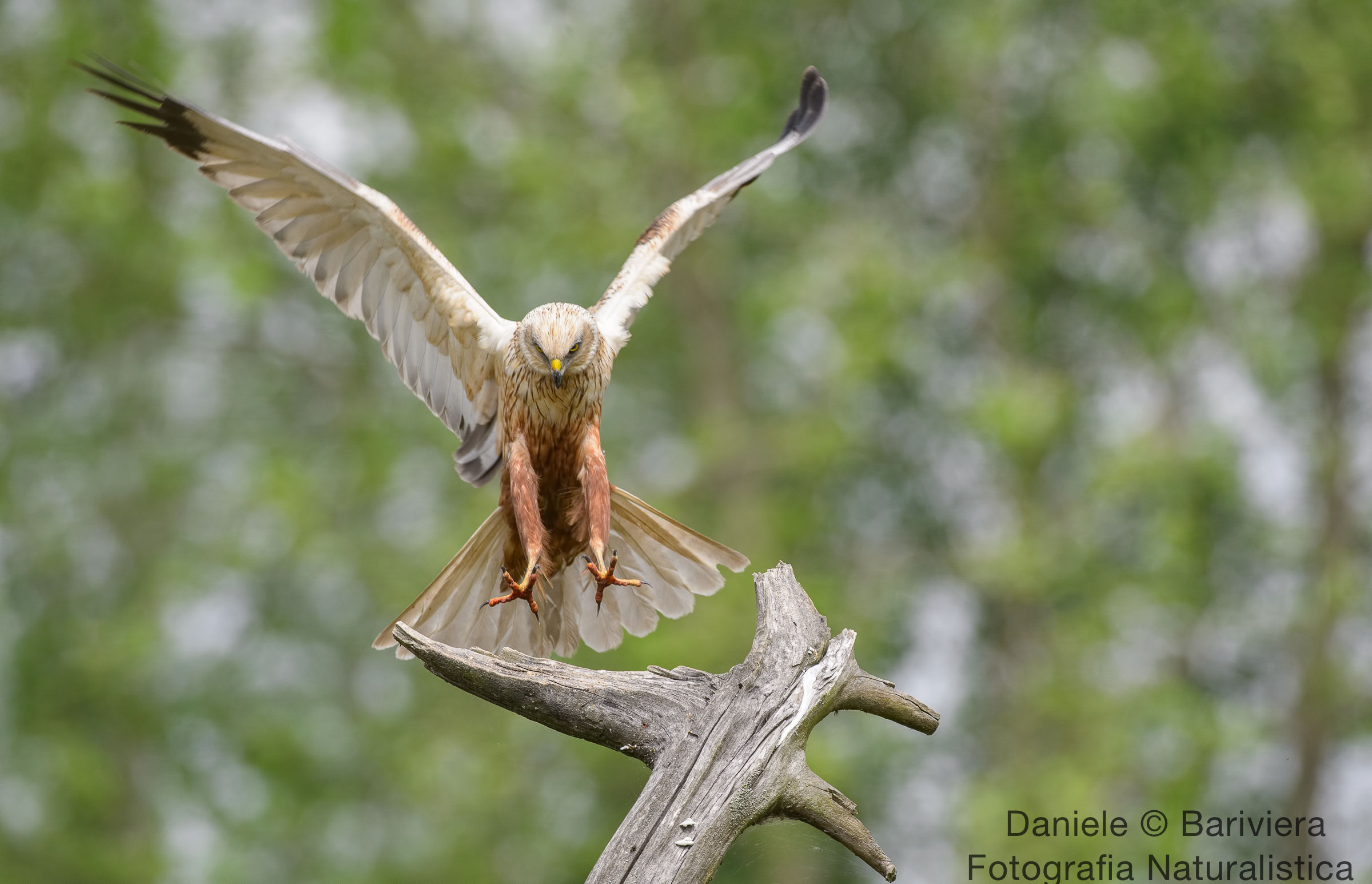 artigli in arrivo !!