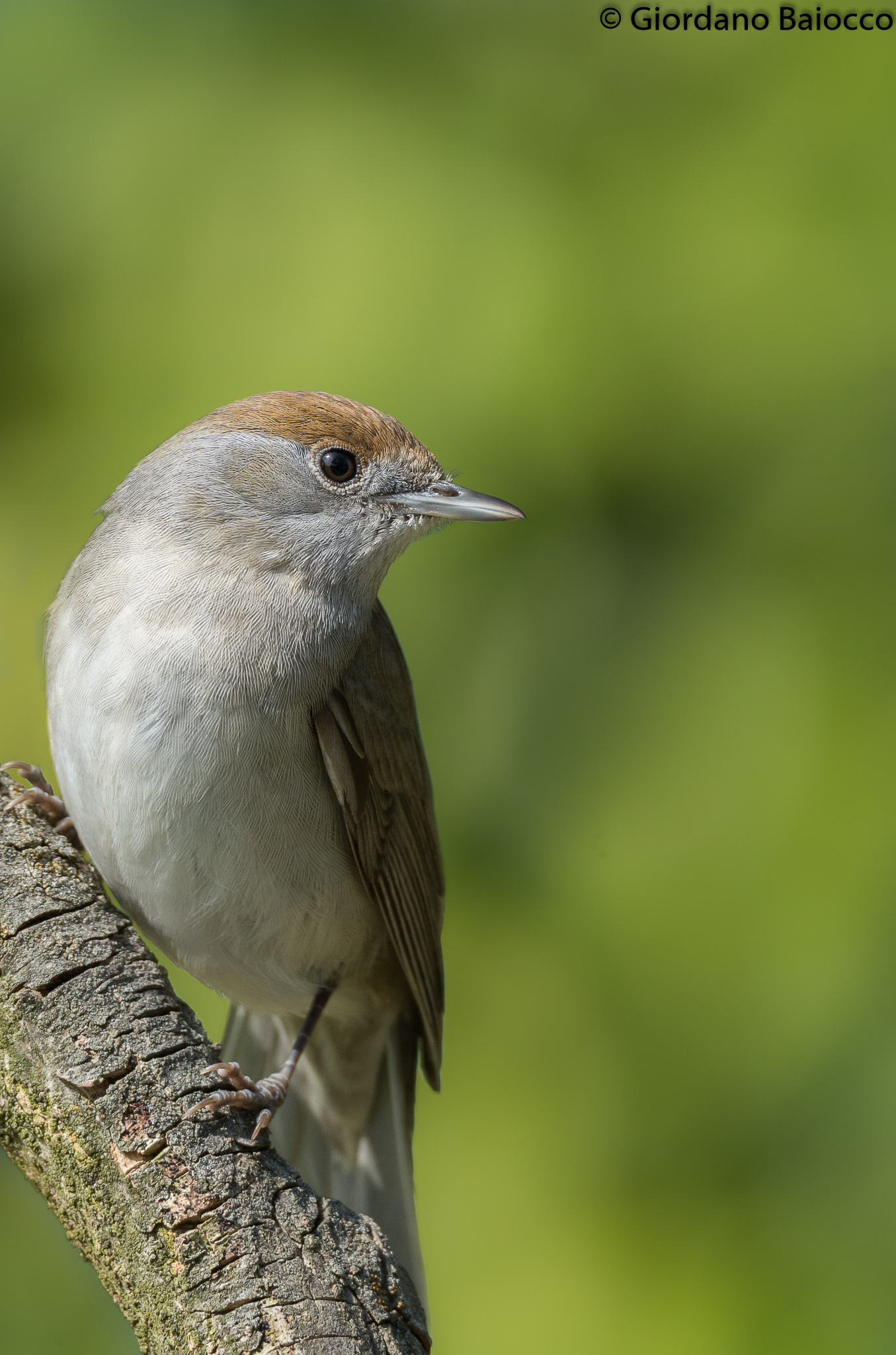 Portrait to the blackcap